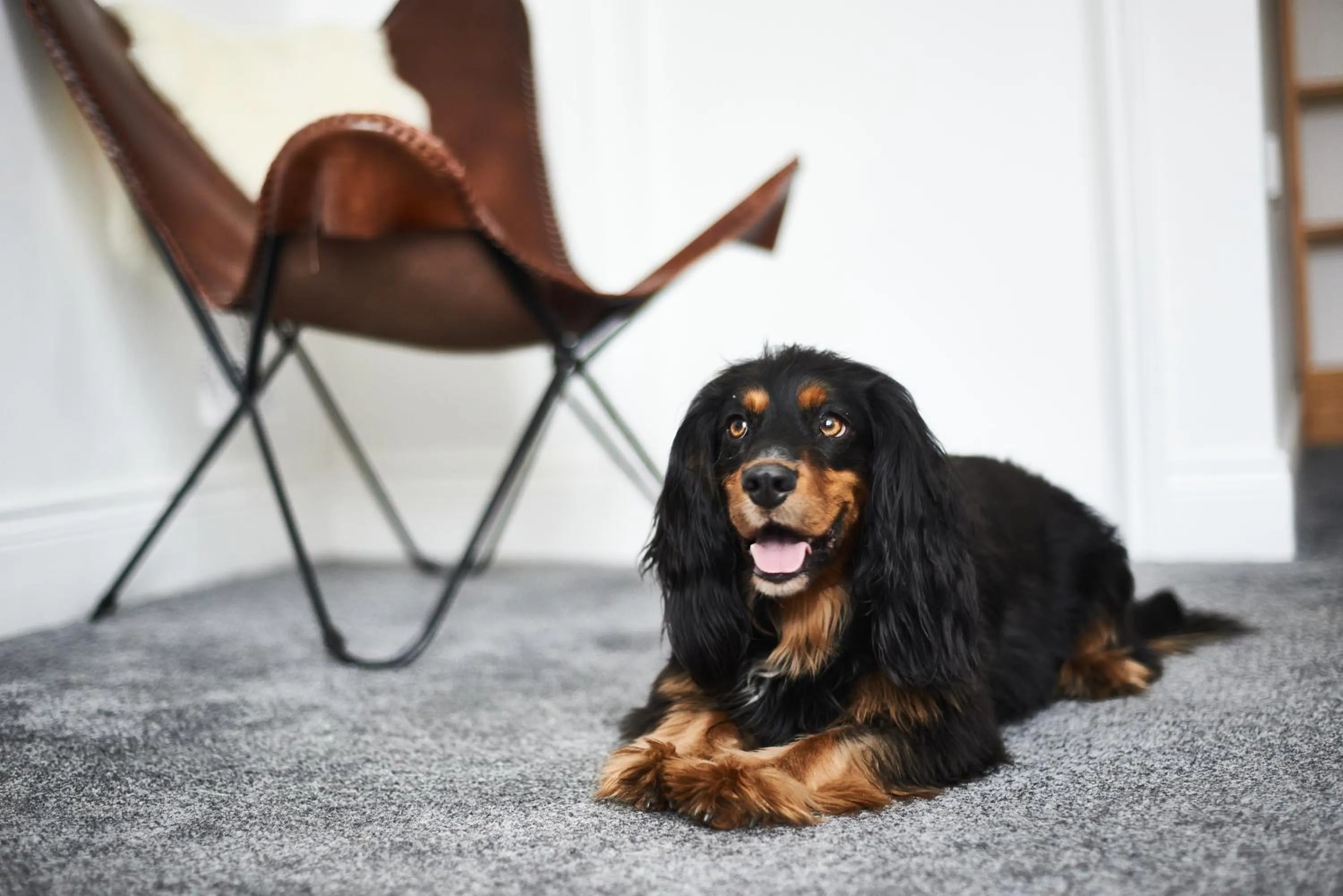 Pets in Kenilworth Hotel