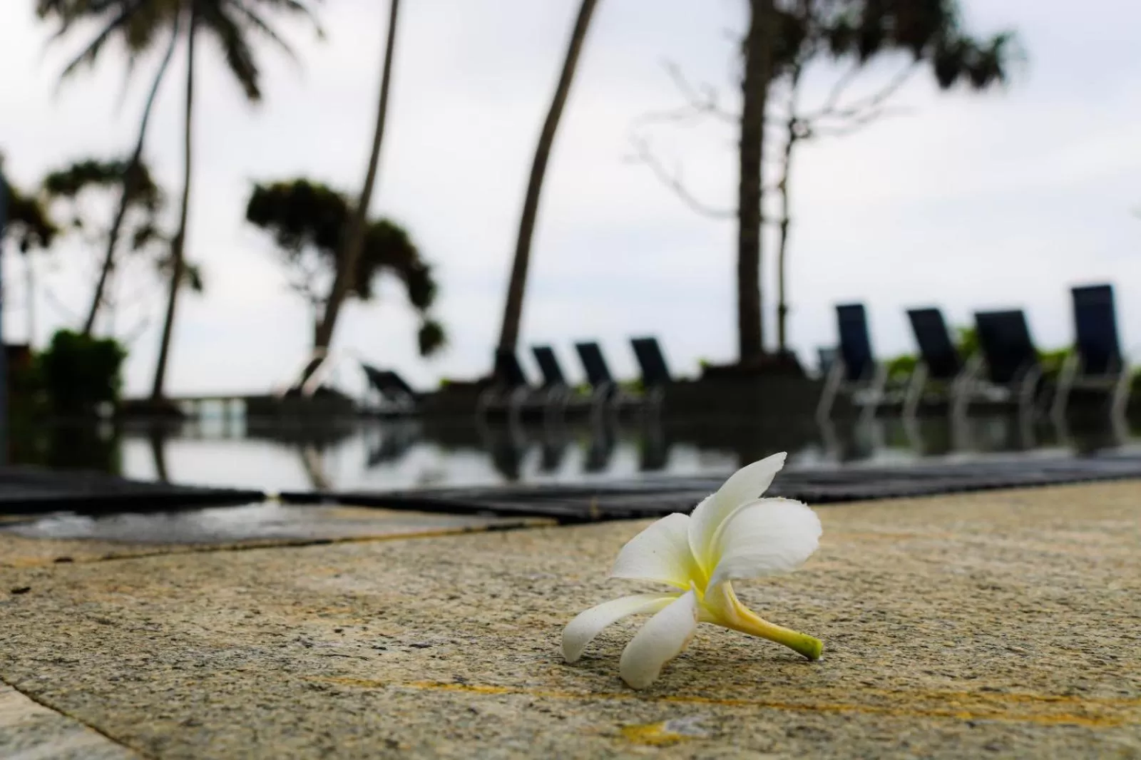 Spring in Earl's Regent Negombo "Golden Shore at Your Door - Find Your Dream Stay"