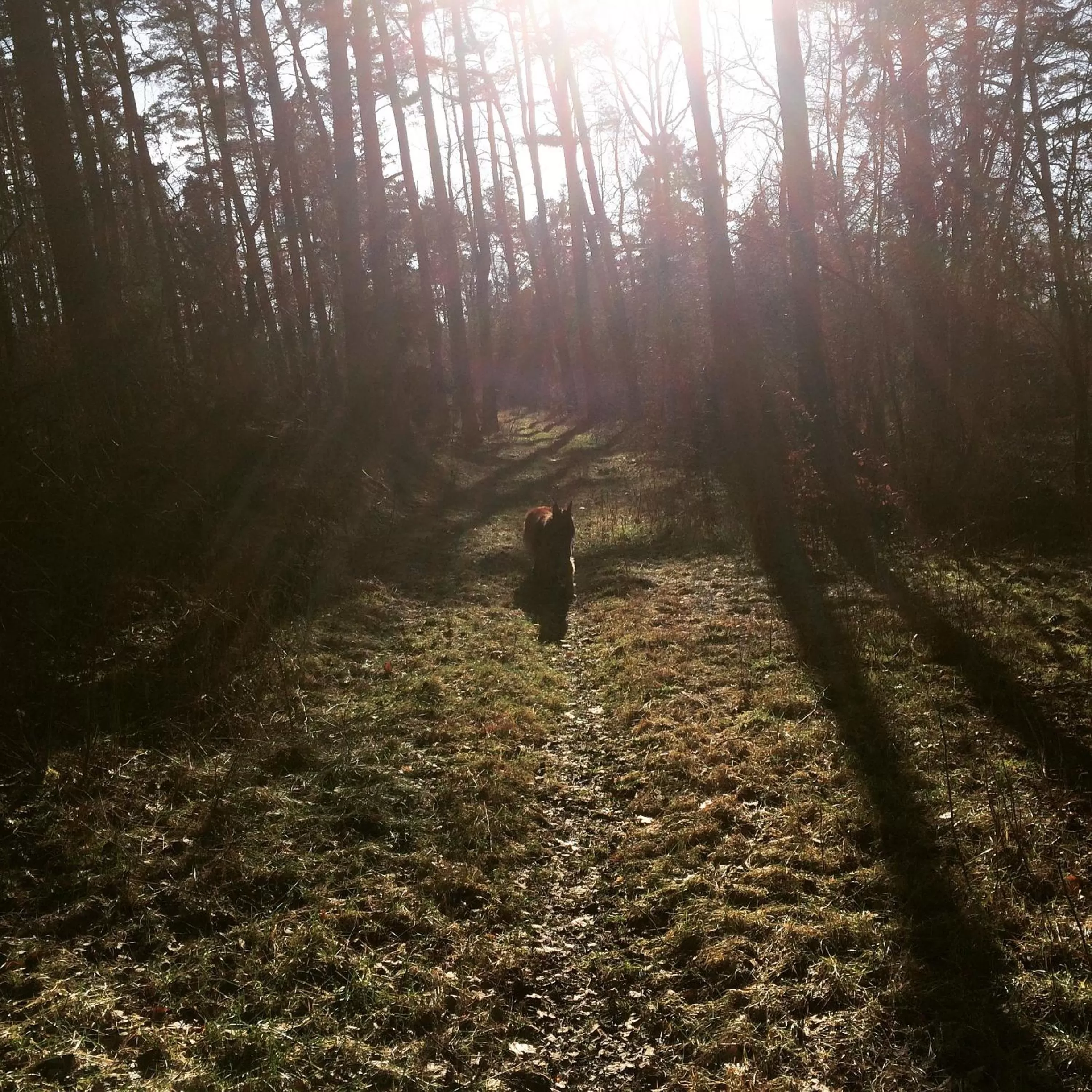 Other Animals in skummeslöv B & B