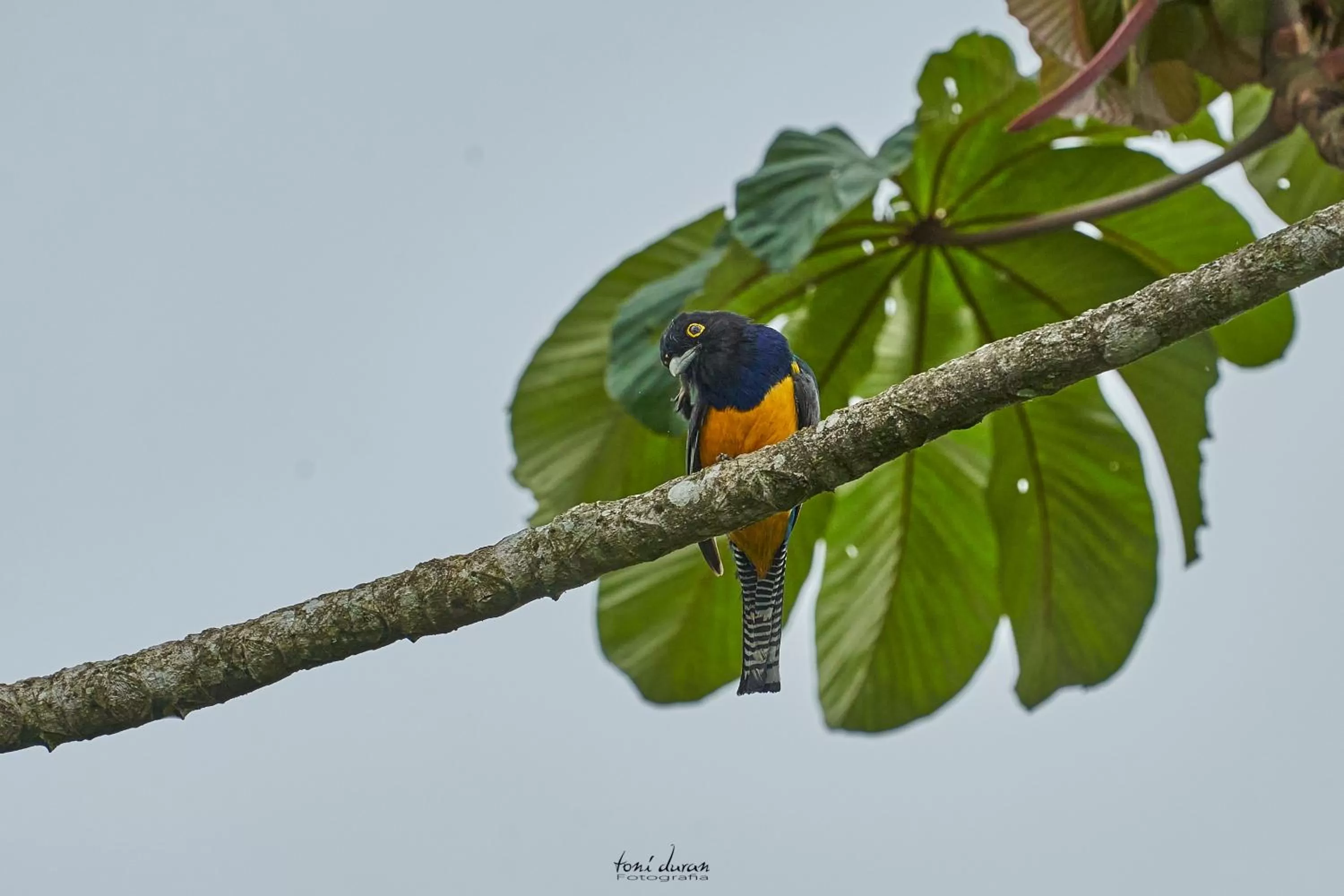Birds & Breakfast Costa Rica