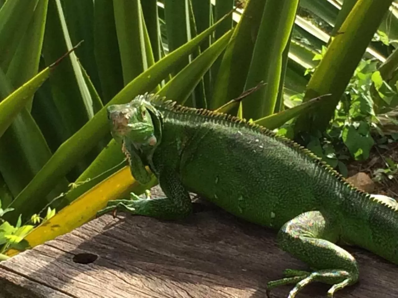 Other Animals in Villa Cajou (Chambre d'hôtes chez l'habitant)