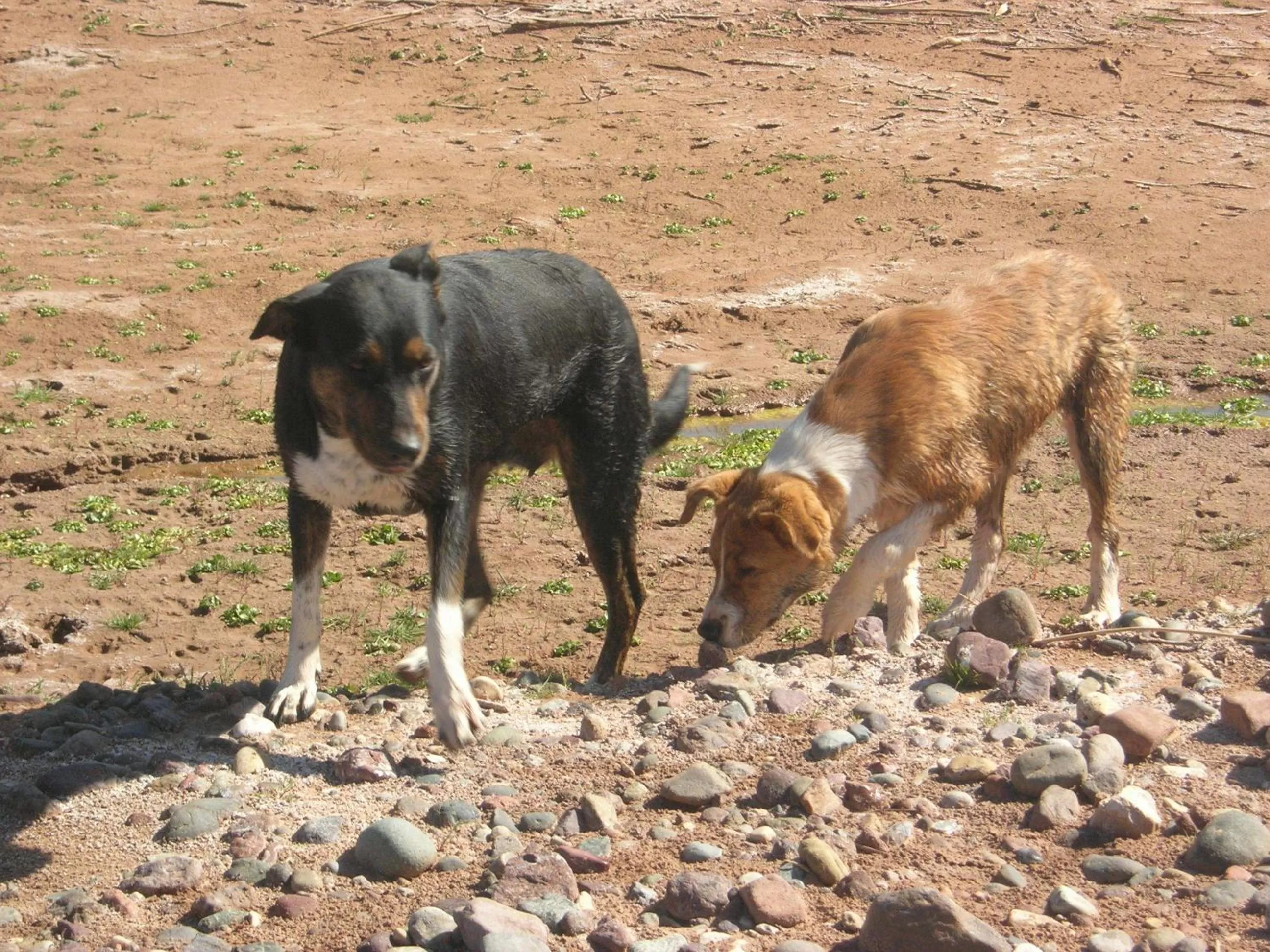Pets, Other Animals in Kasbah Zitoune