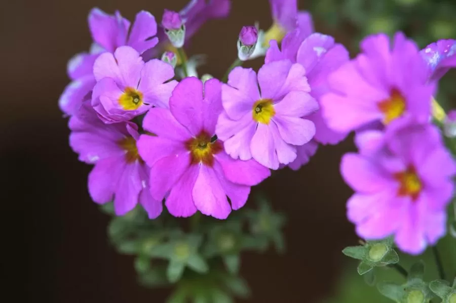 Garden in Treetops Guesthouse
