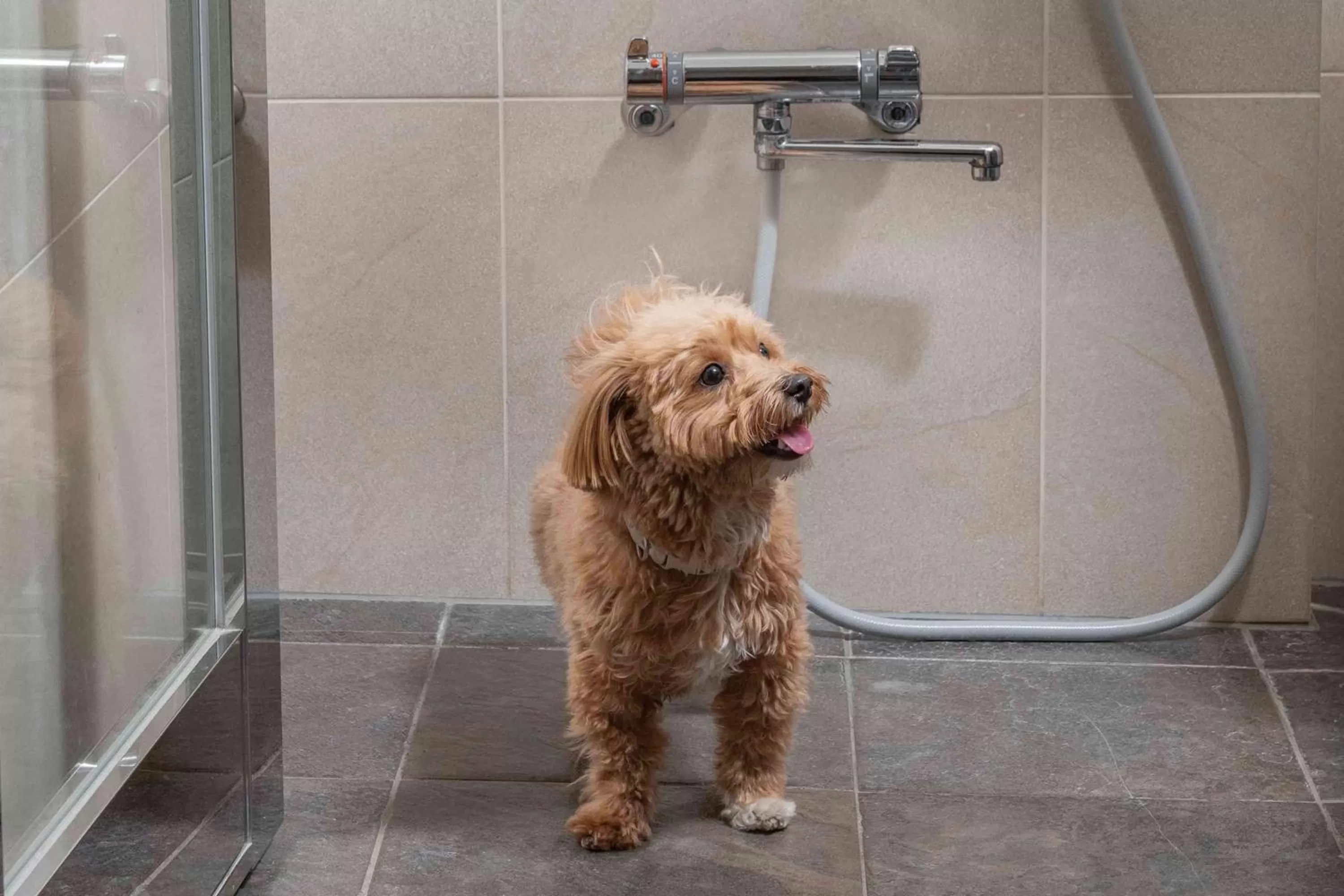 Deluxe Twin Room - Dog Friendly in Hyatt Regency Hakone Resort and Spa