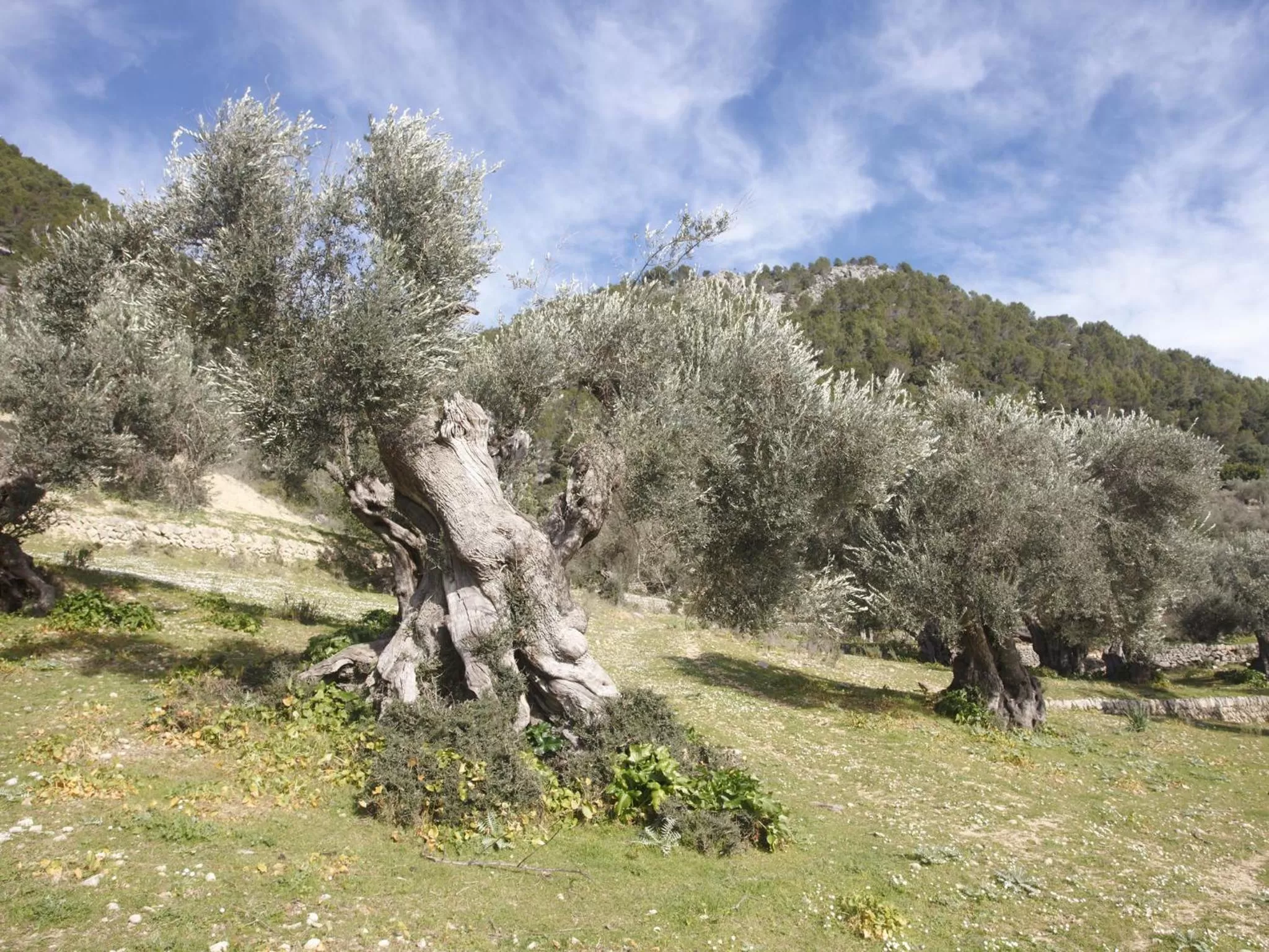 Facade/entrance in Monnàber Vell
