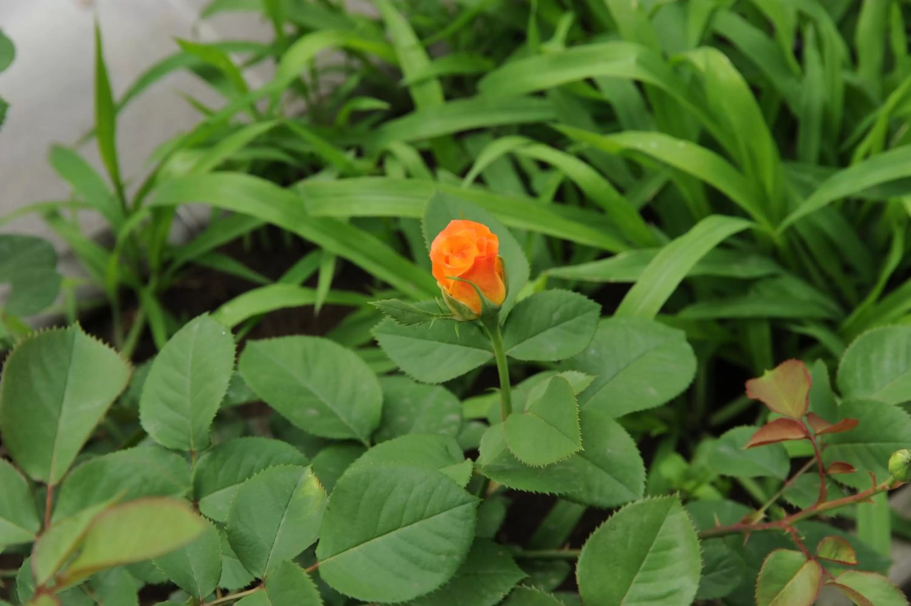 Other, Other Animals in Villa 29