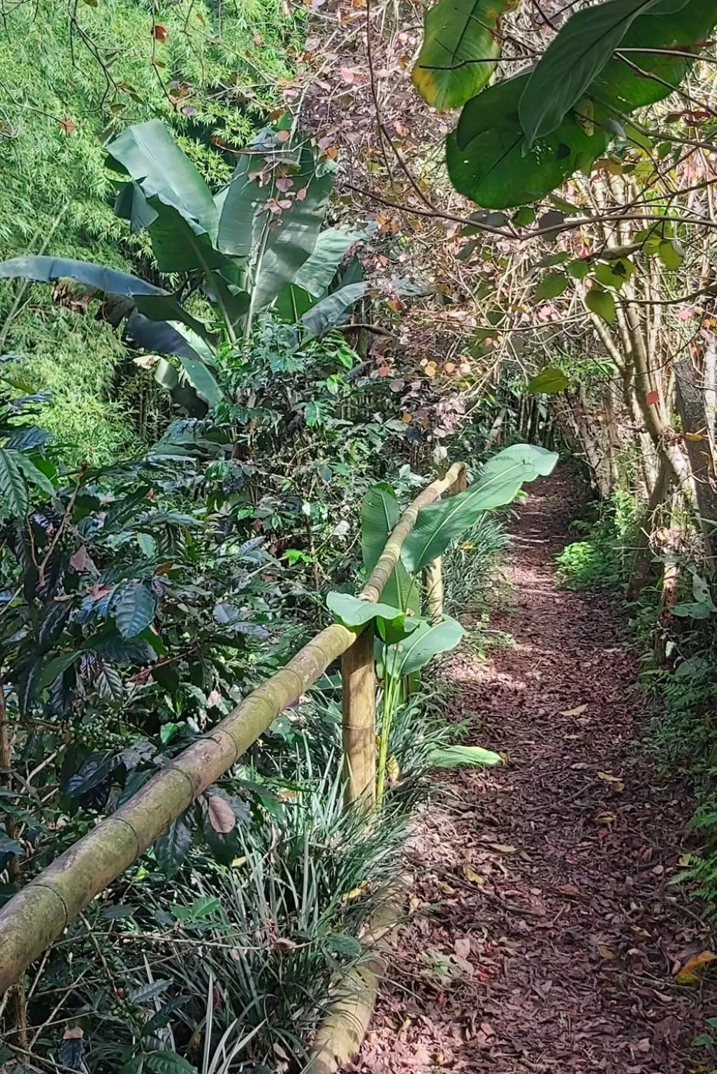 Natural landscape, Garden in Balsora Hotel Boutique