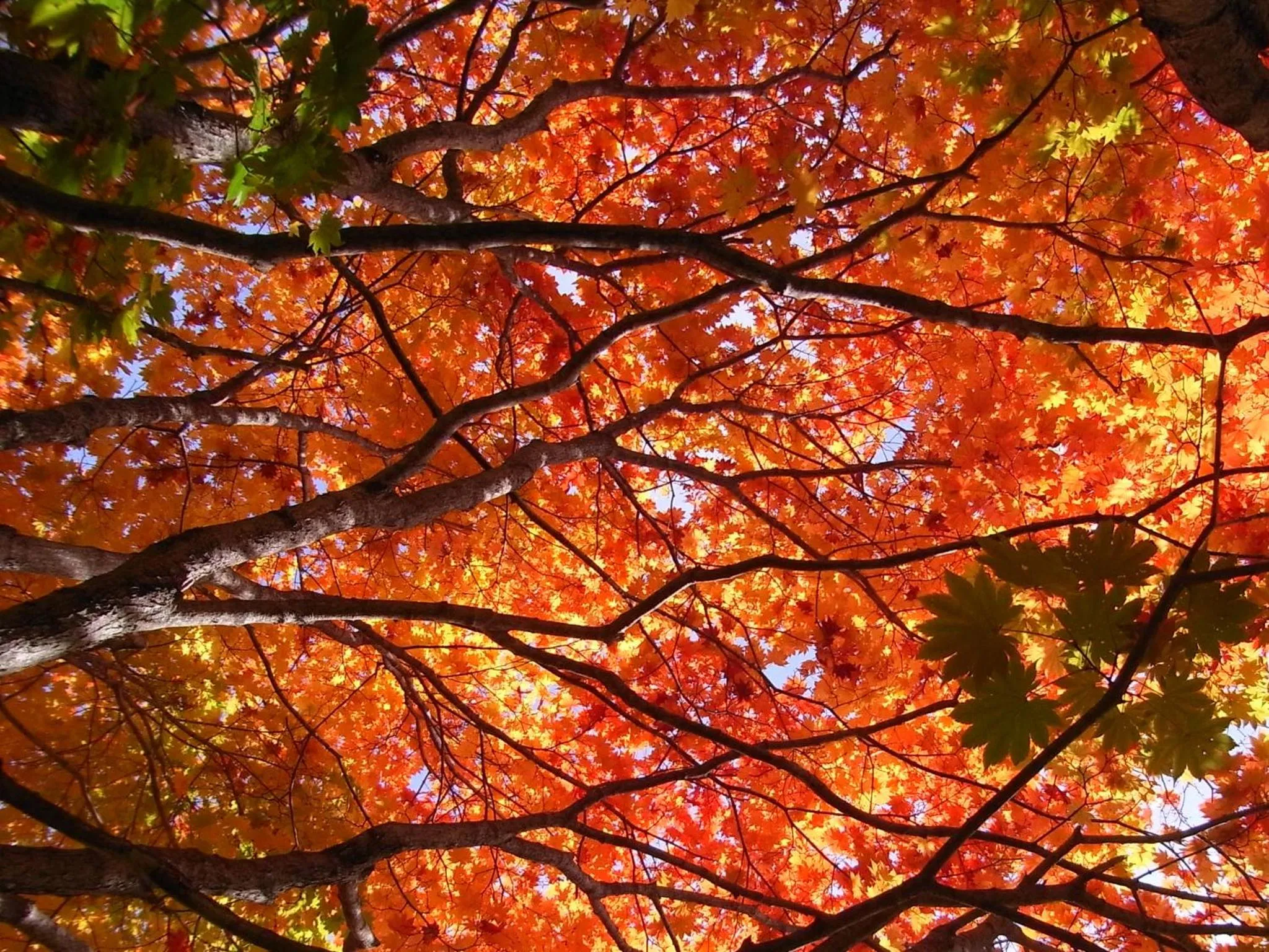 Other in Okunikko Konishi Hotel