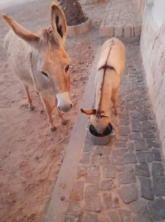 Animals in B&B Sereia Azul Boa Vista