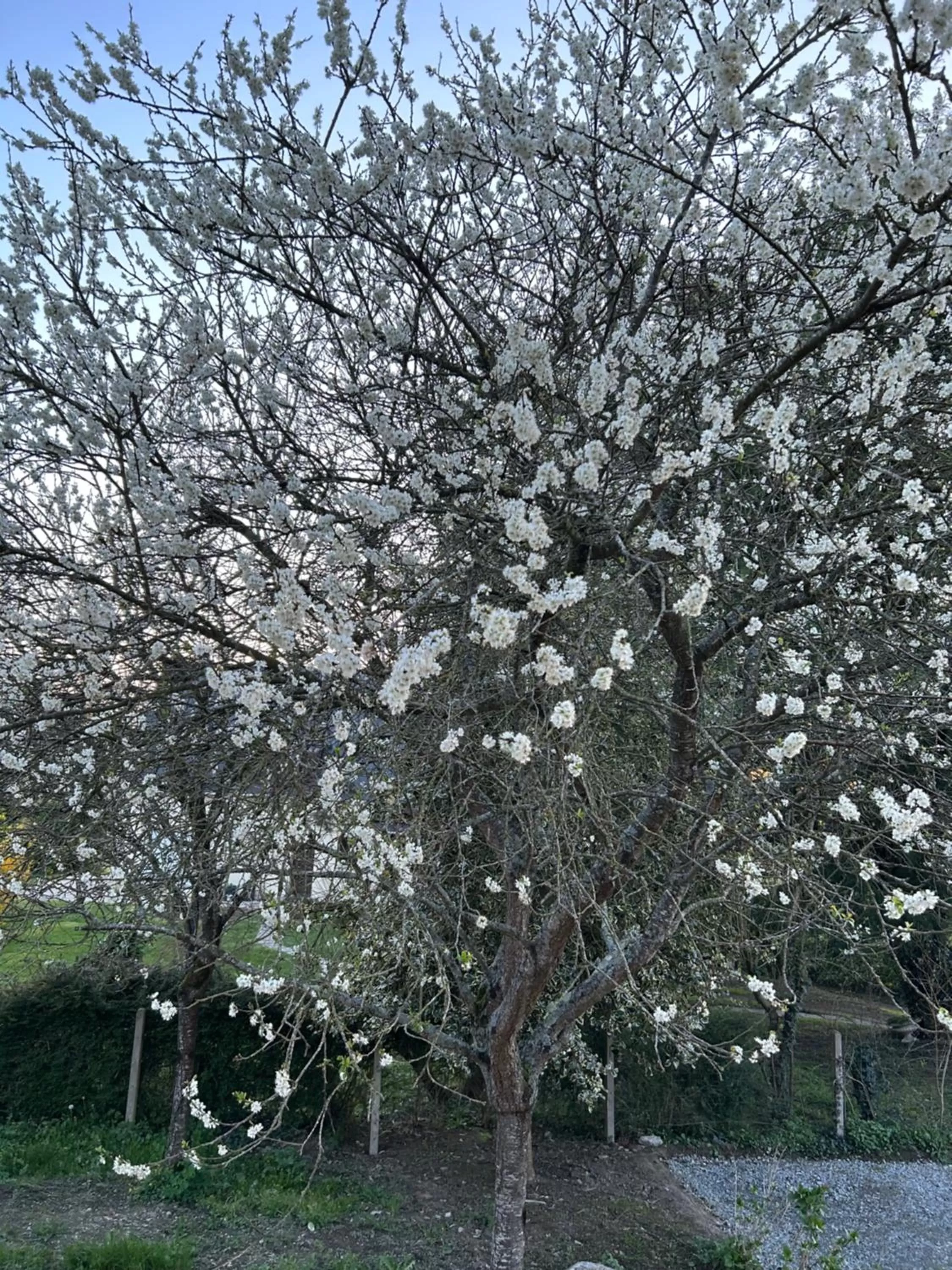 Garden in ARC EN CIEL B&B