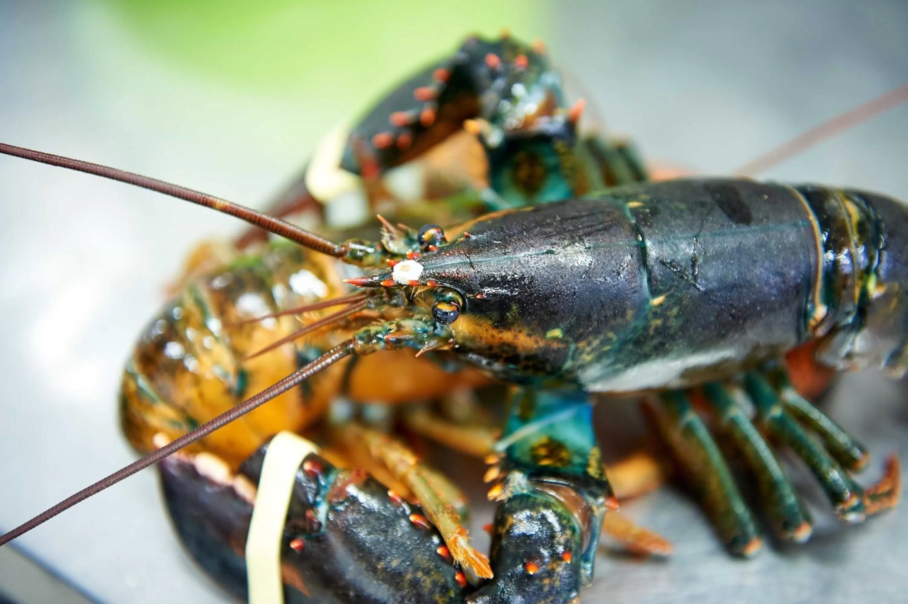 Restaurant/places to eat in Hotel Corallo