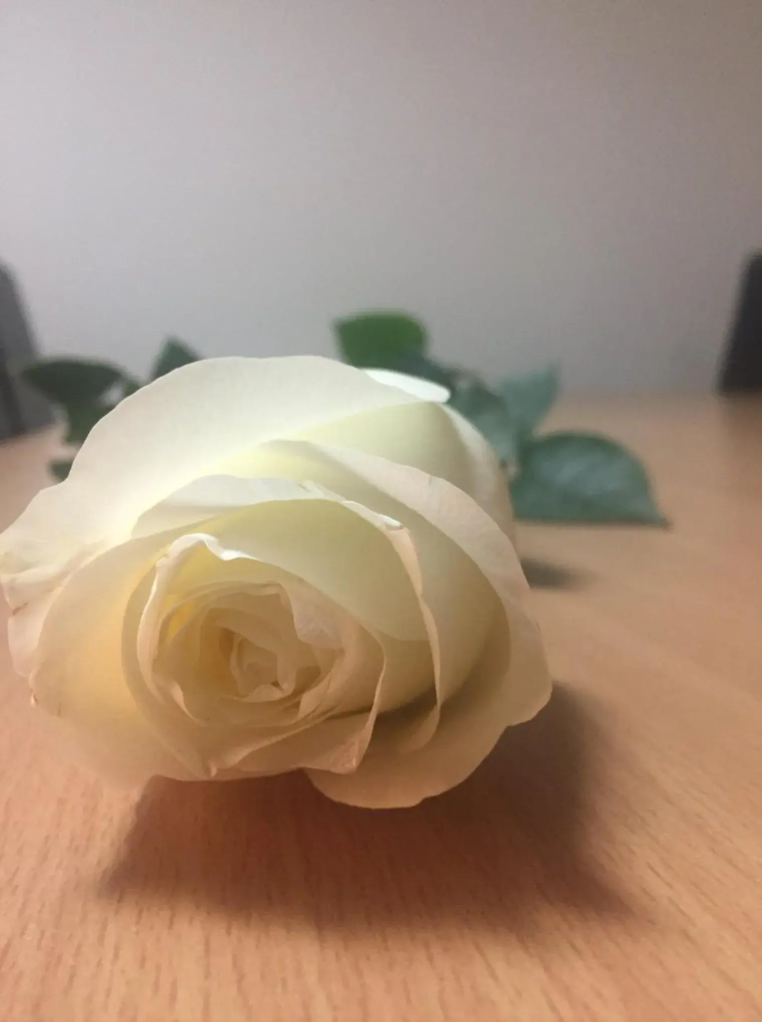 Single Room in Euro Hotel Single Room in Euro Hotel