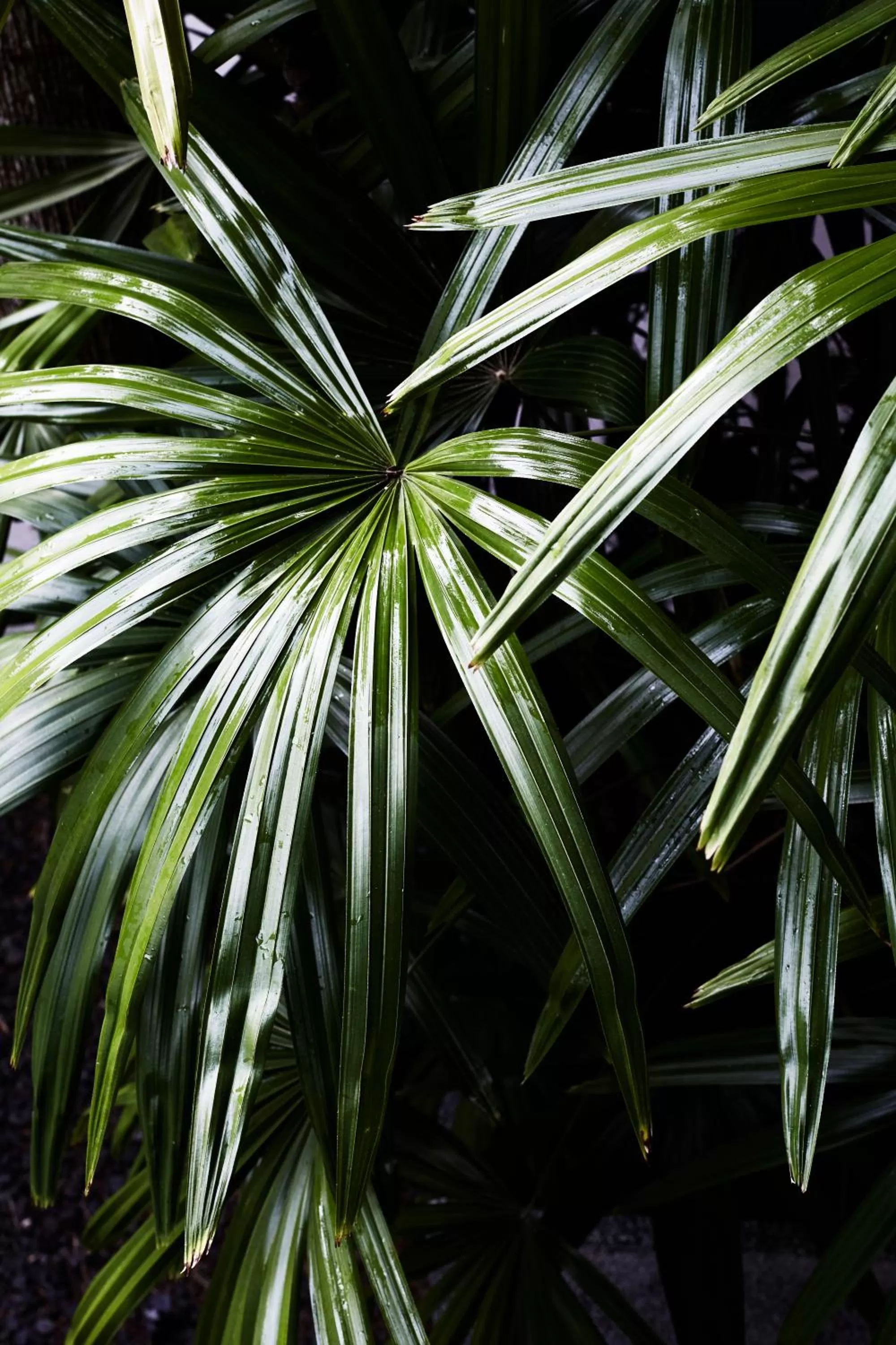 Garden in The Villas of Byron