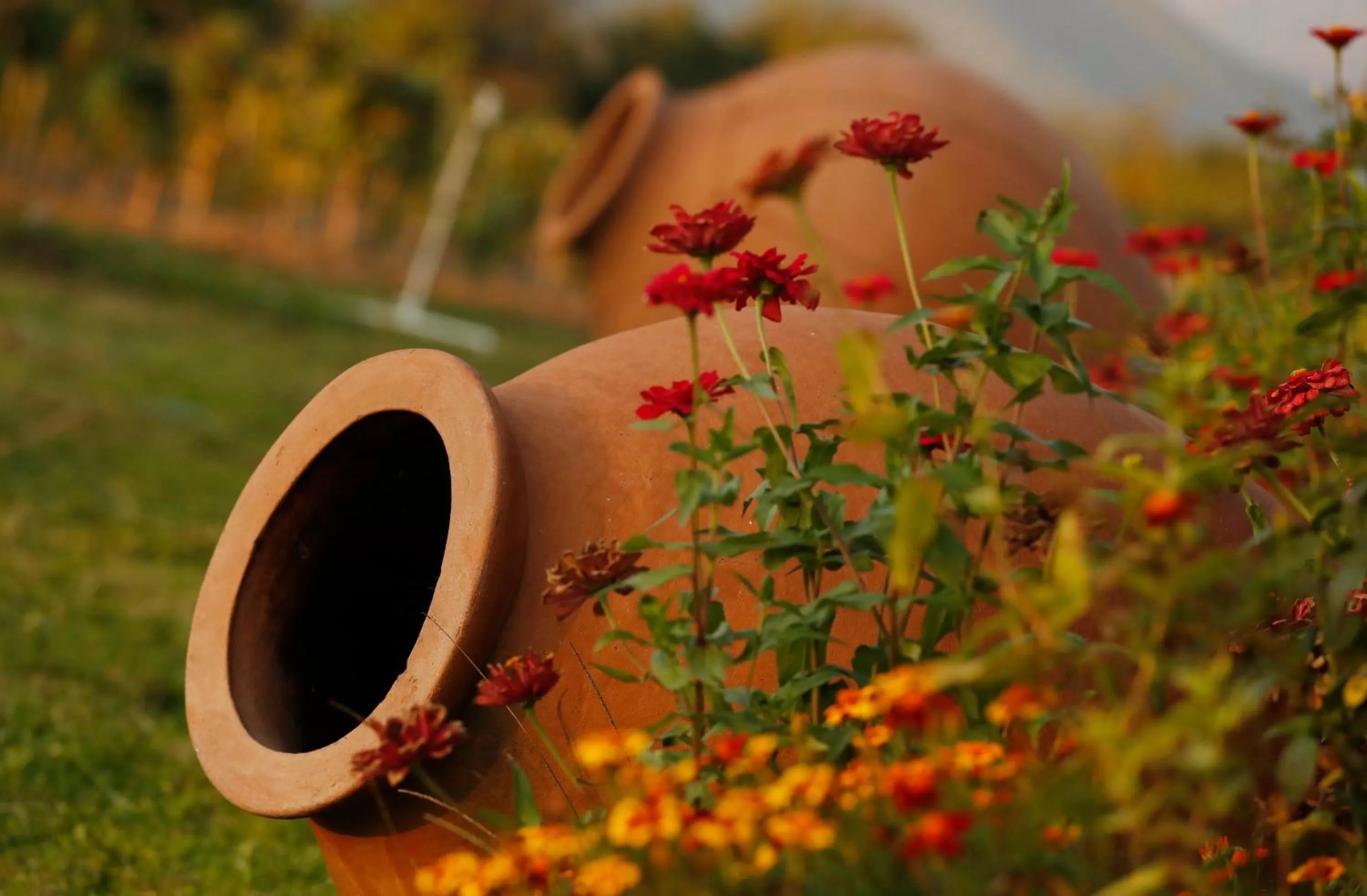 Garden in Chubini Winery & Cabins