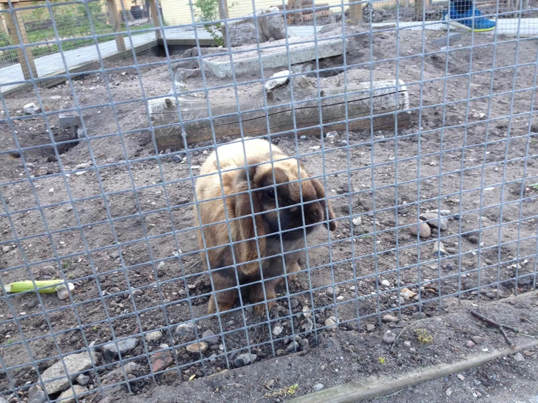 Pets, Other Animals in Birkende Bed and Breakfast