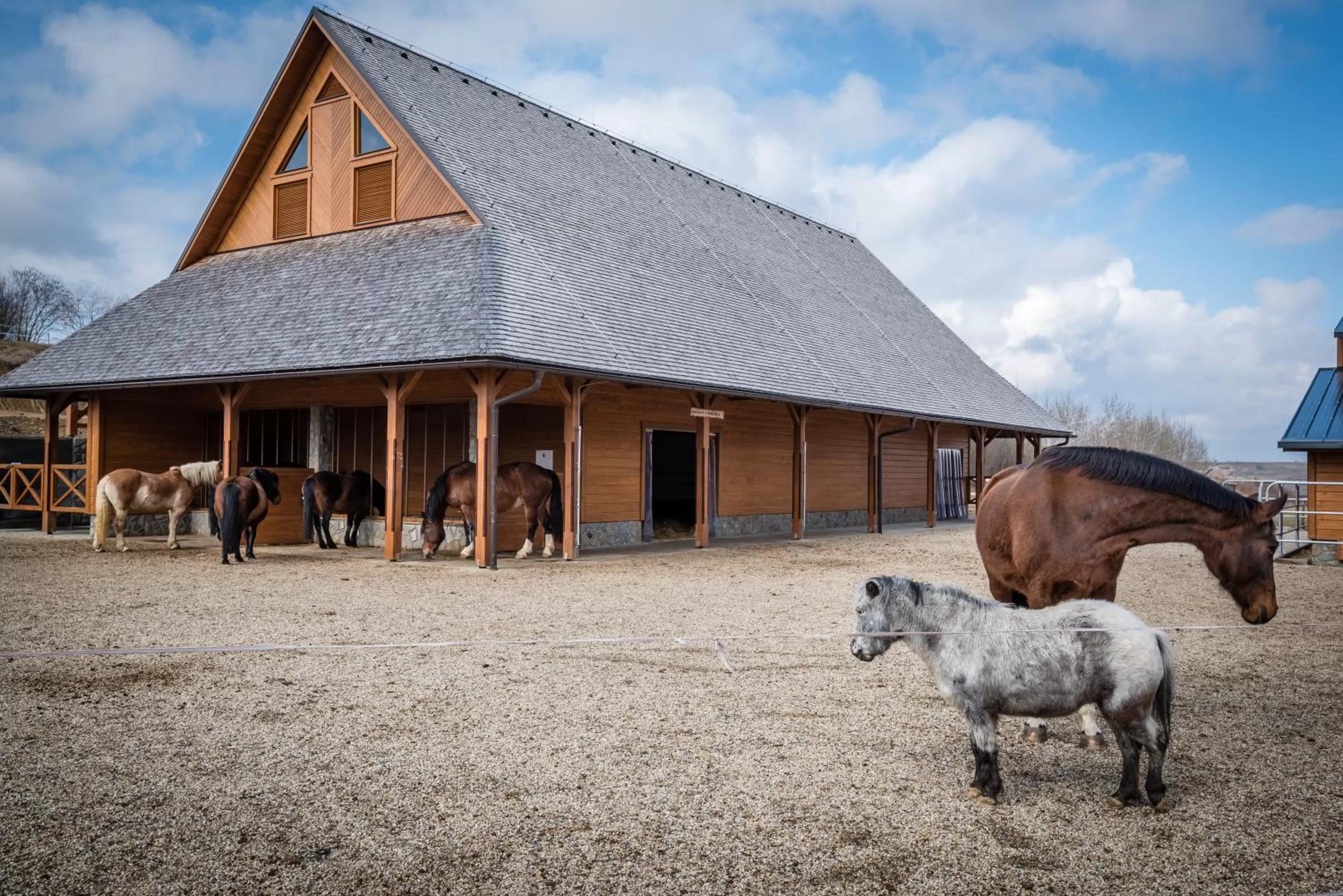 Horse-riding in Oravský Háj Garden Hotel & Resort