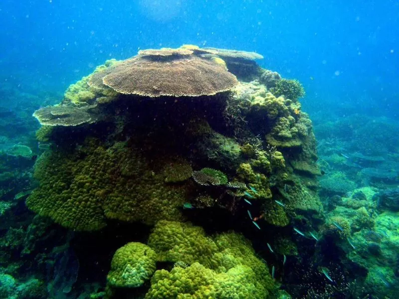 Diving in Hwan Dynasty Suite