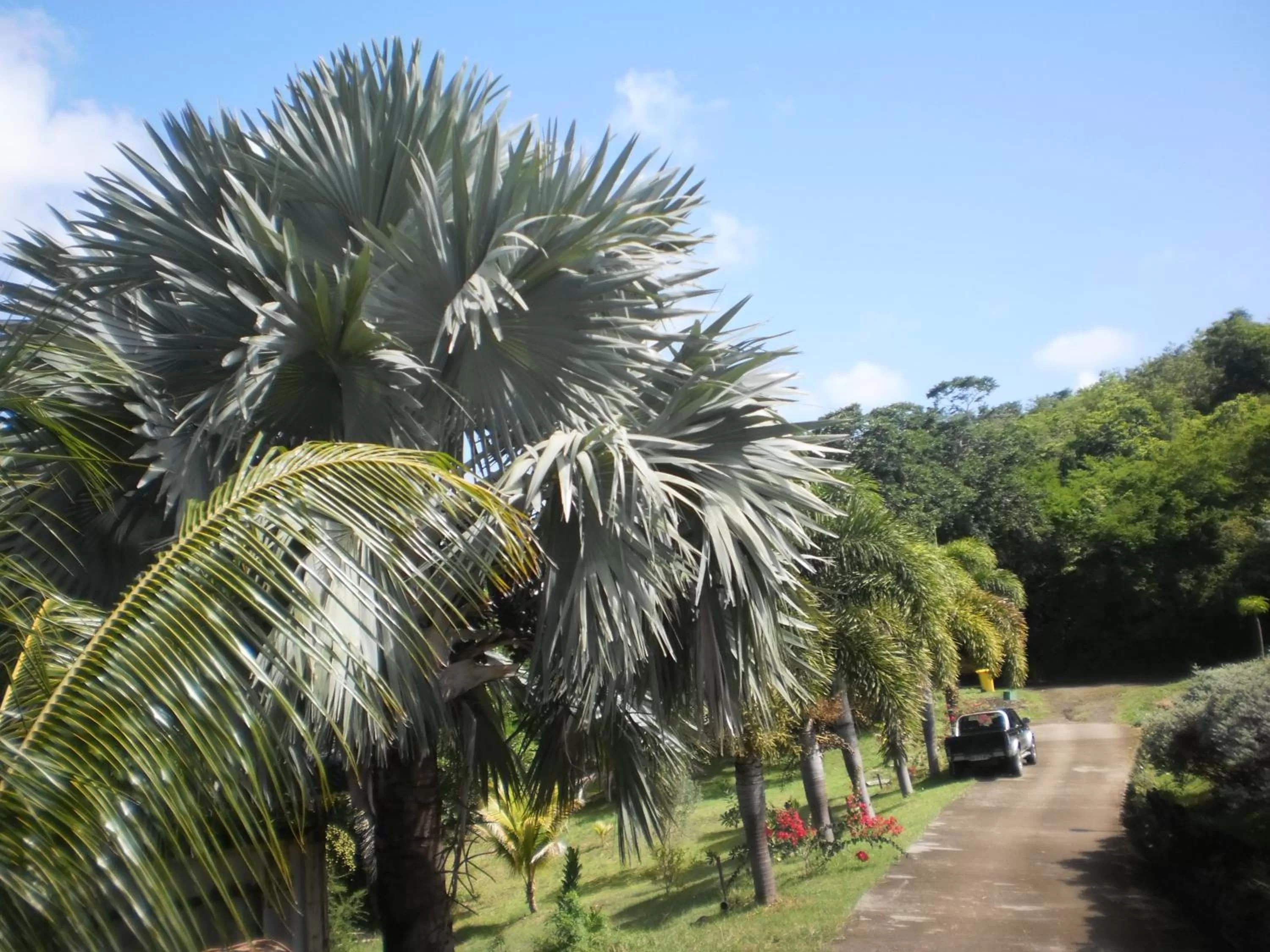 Day, Garden in Bed and breakfast Riviere