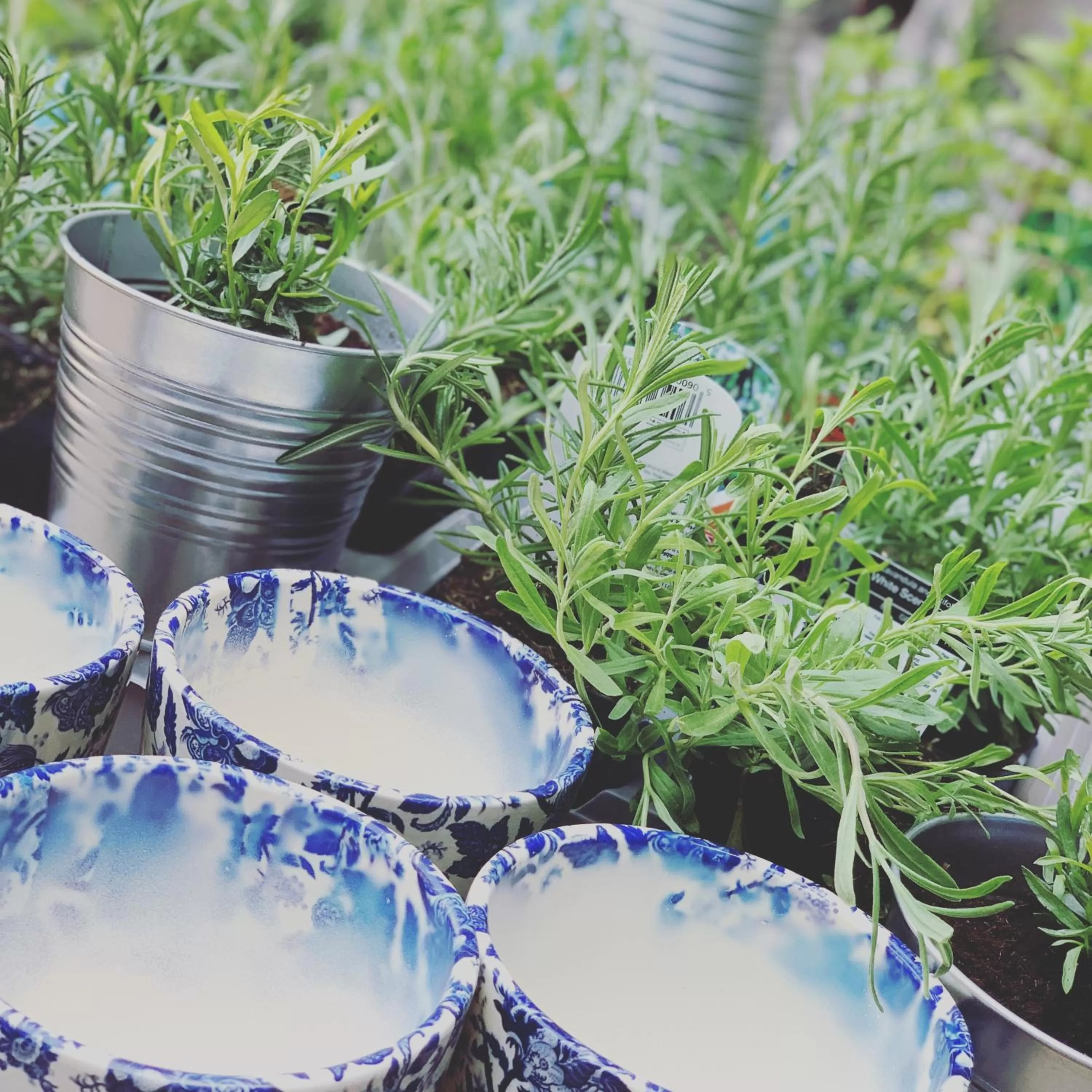 Garden in The Black Swan Inn