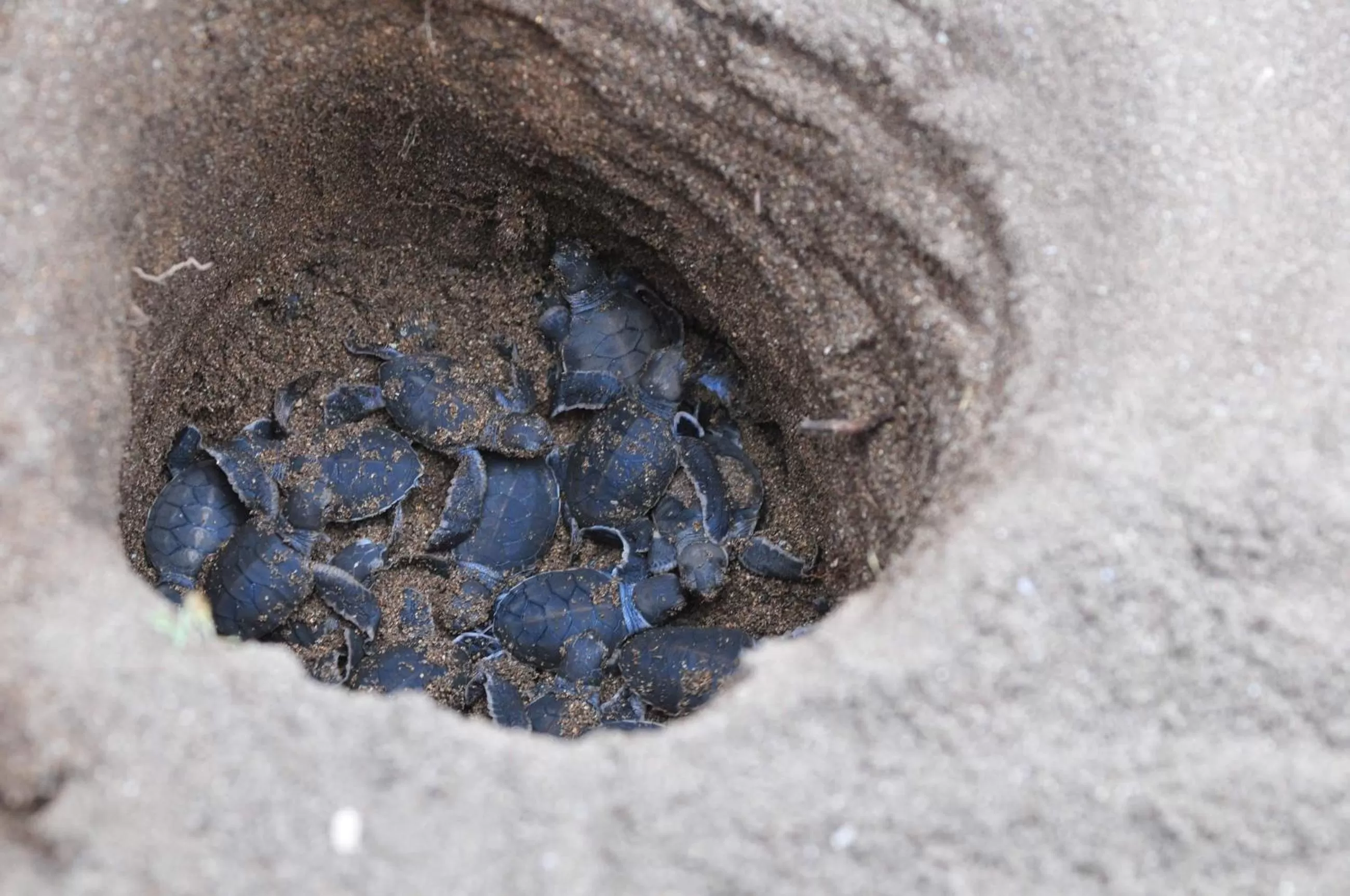 Pets, Other Animals in Bahari Pori Resort