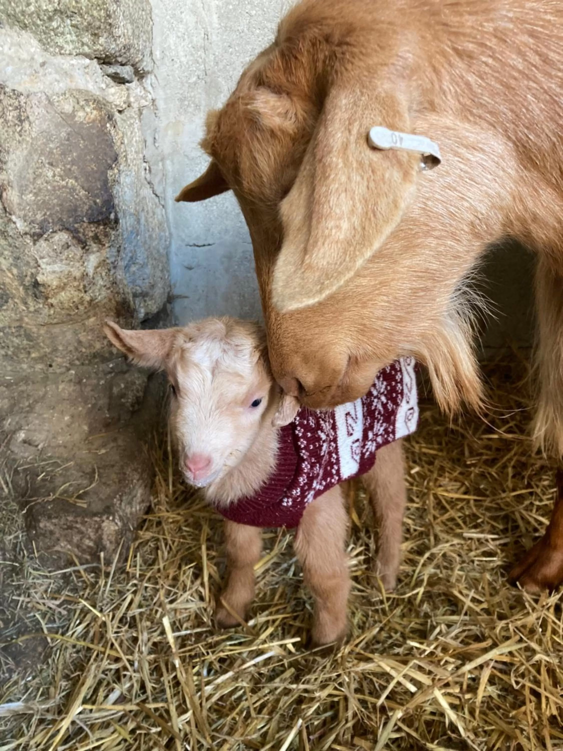 Animals in Higher Trenear Farm B&B