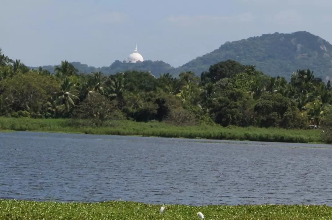 Natural Landscape in Green Cottage