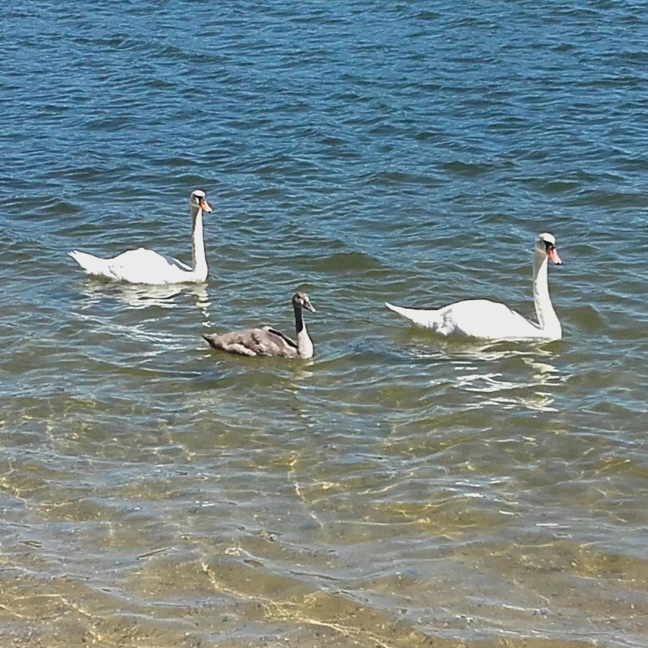 Restaurant/places to eat, Other Animals in Zajazd Eljan-Centrum Noclegowe