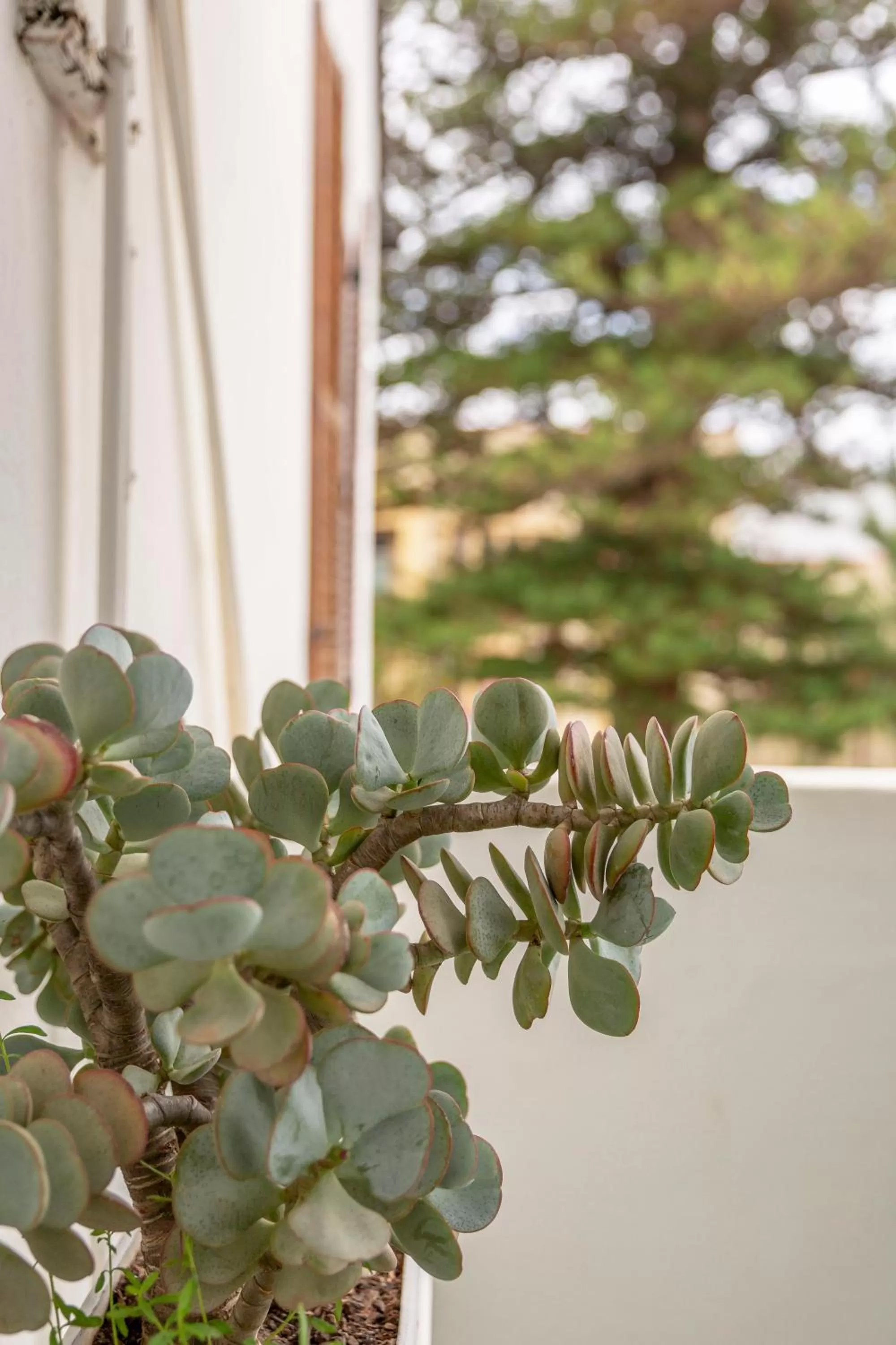 Day in Airlies Historical Guest House