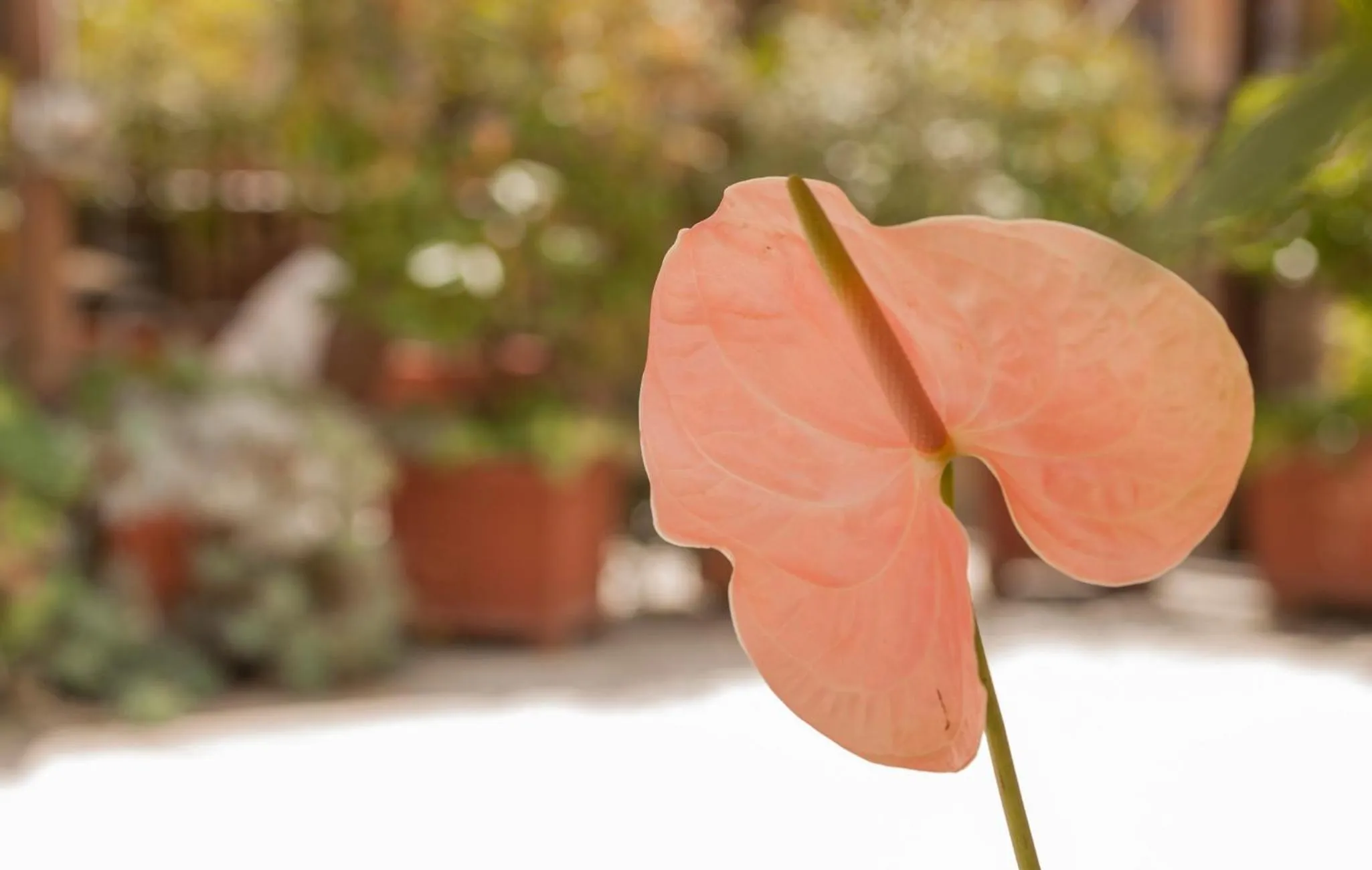 Balcony/Terrace in Budget Rooms Des Arts