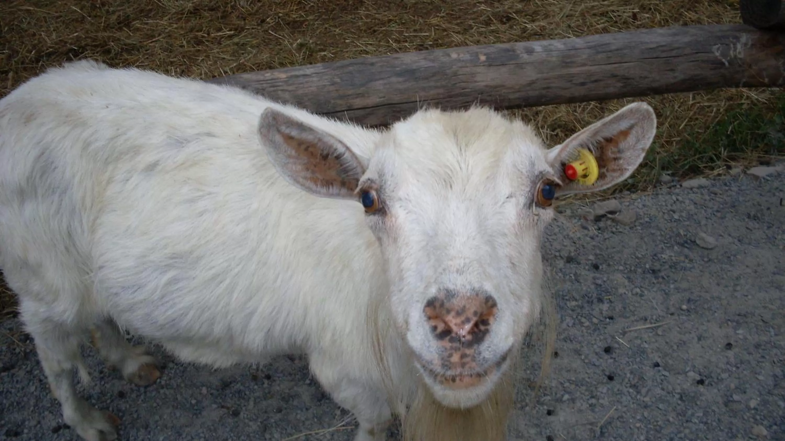 Animals in B&B Valle Orco