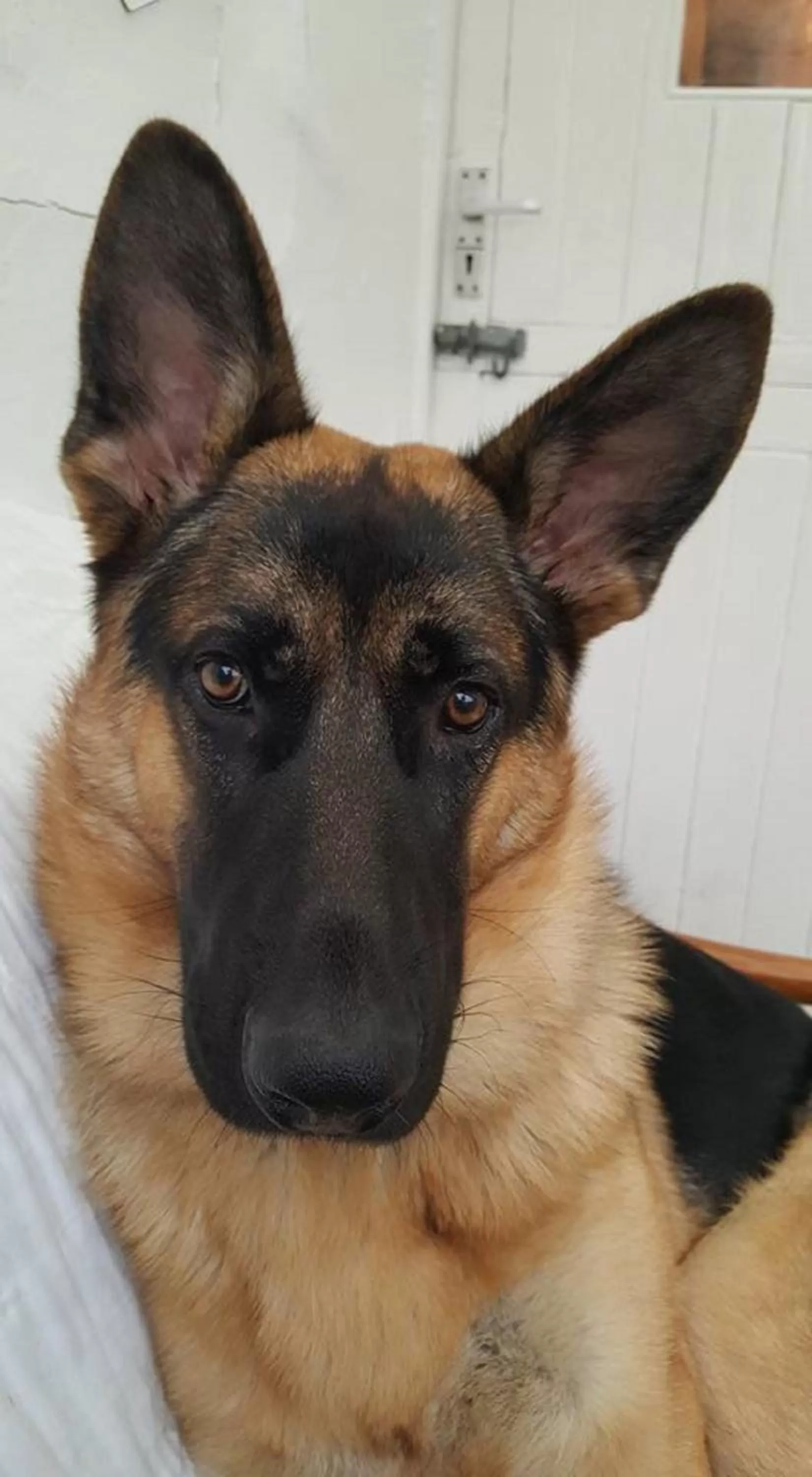 Animals in Arches B&B