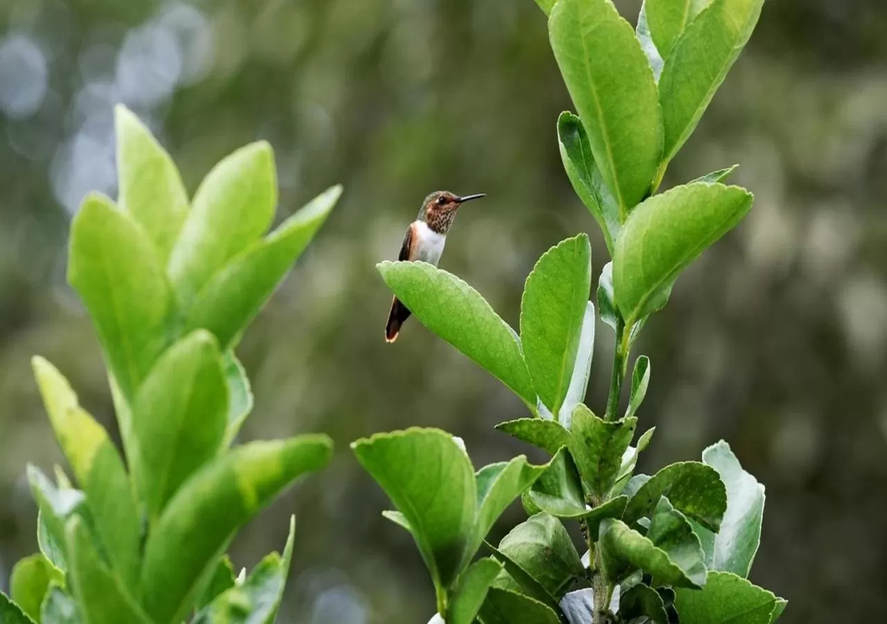 Other Animals in The Guest Suites at Manana Madera