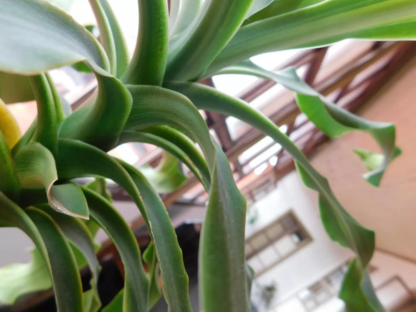 Decorative detail in Casa Elizabeth