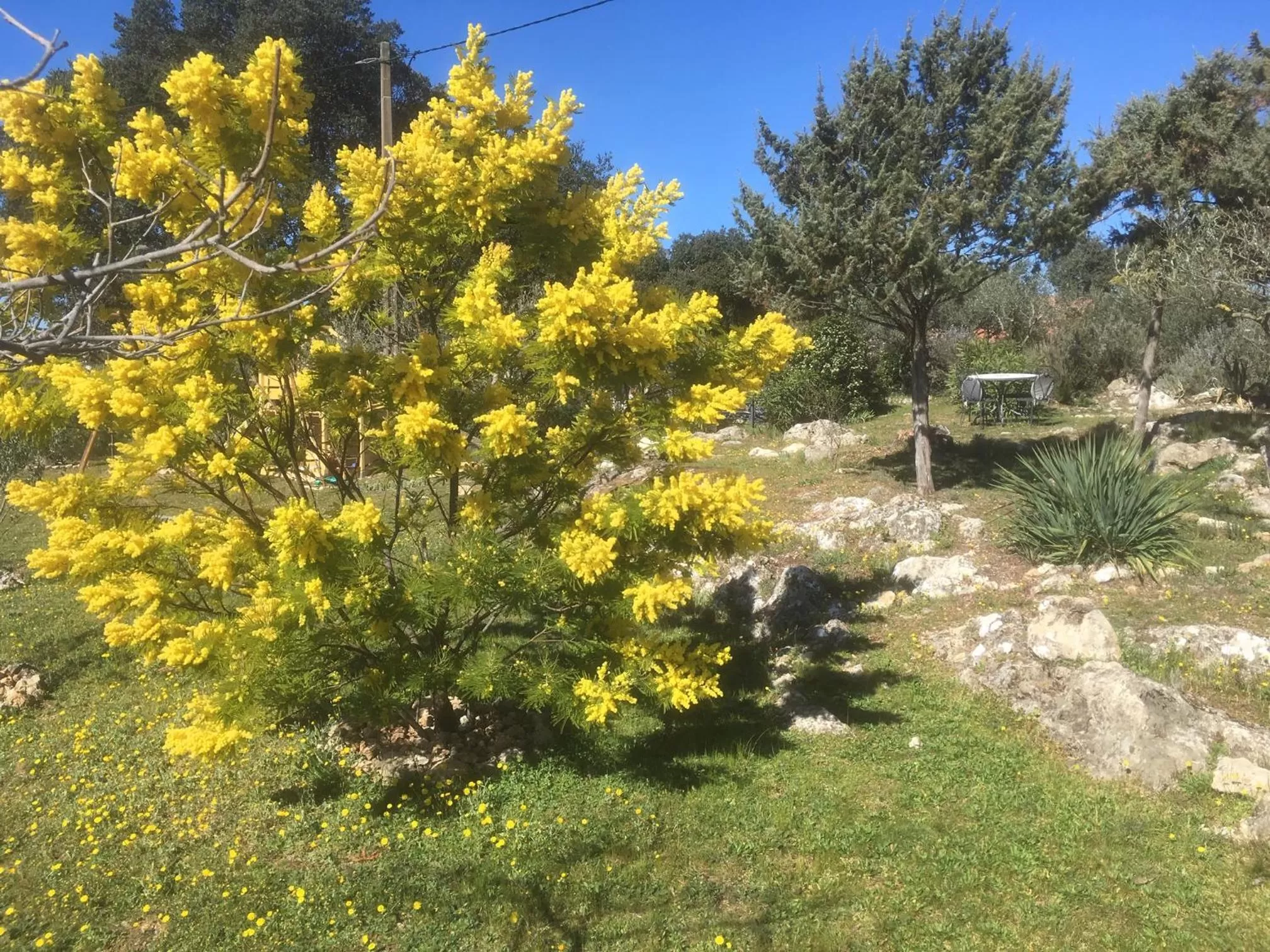 Garden in Le Petit Paradis - La Provençale
