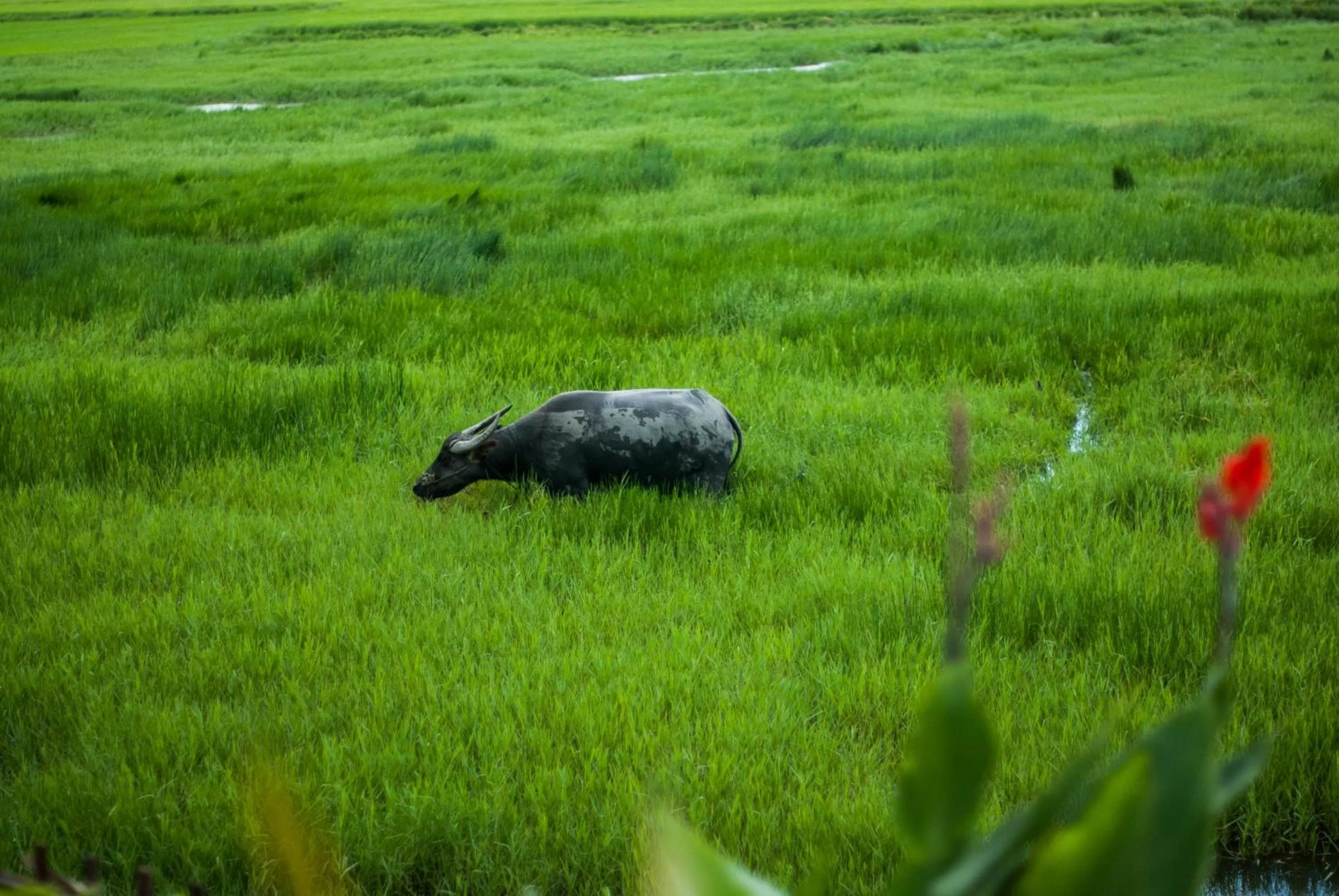 Garden view, Other Animals in Legacy Hoi An Resort - formerly Ancient House Village Resort & Spa
