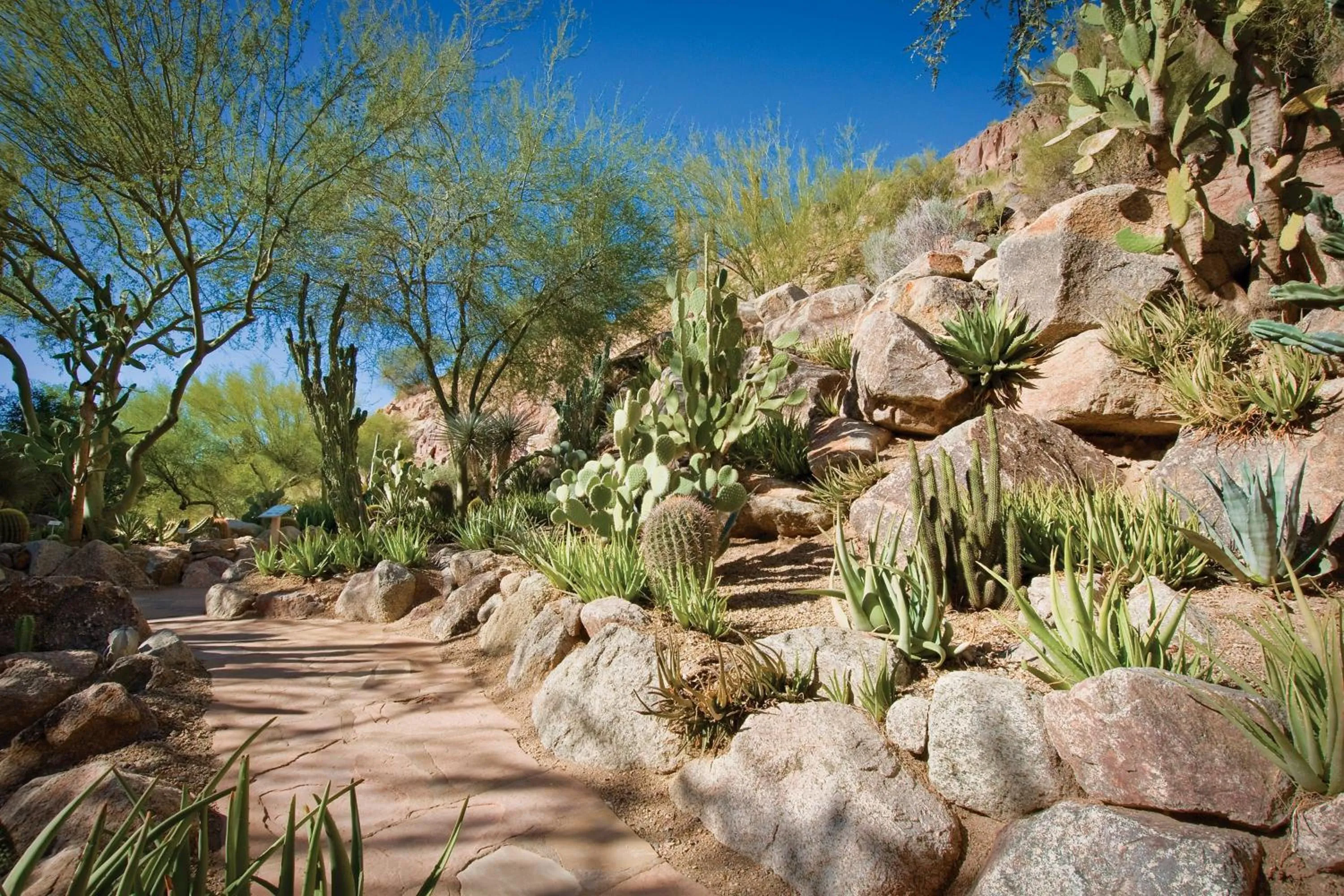 View (from property/room) in The Canyon Suites at The Phoenician, a Luxury Collection Resort, Scottsdale
