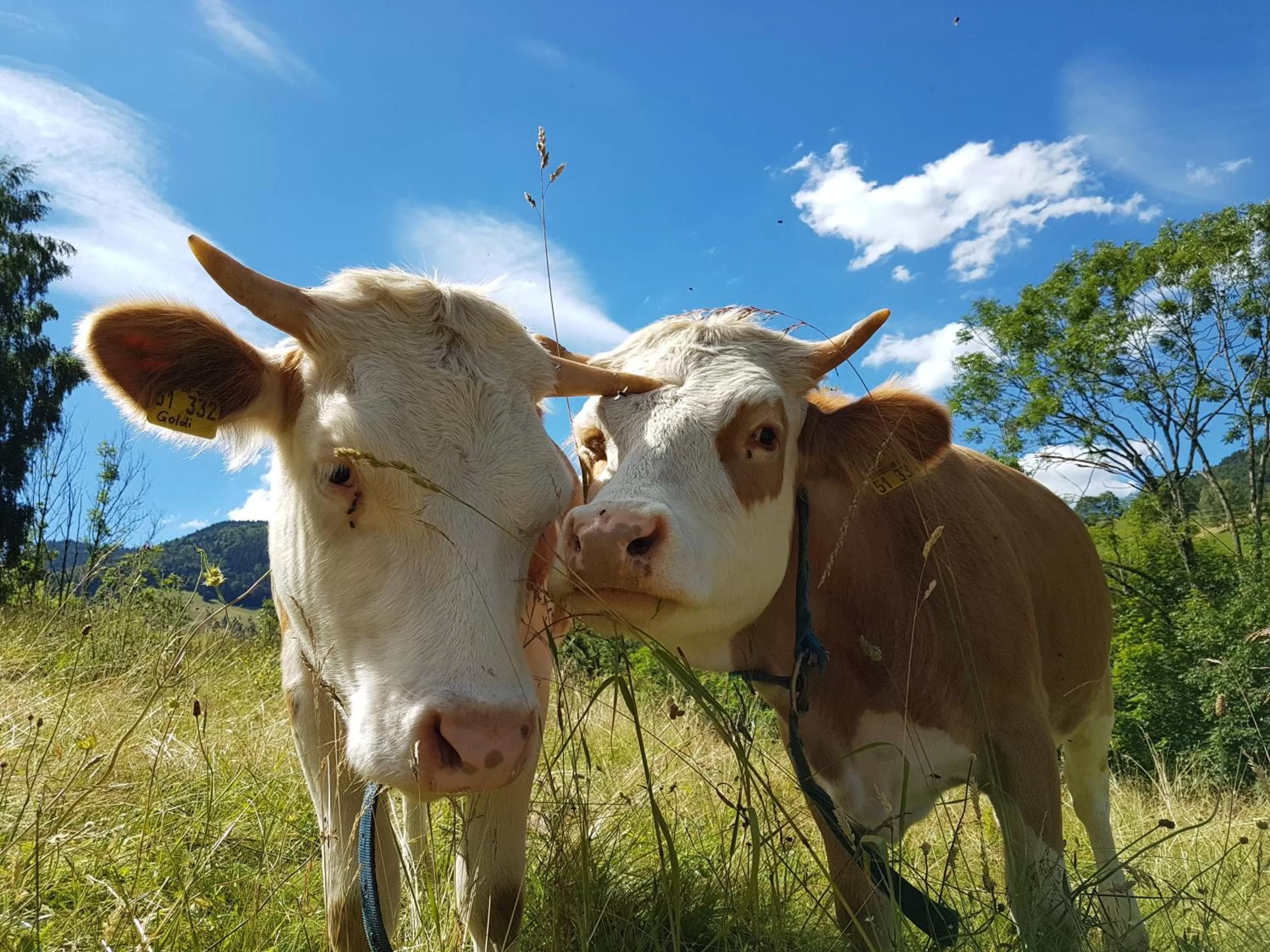 Animals, Other Animals in Hotel Landhaus Sonnenhof
