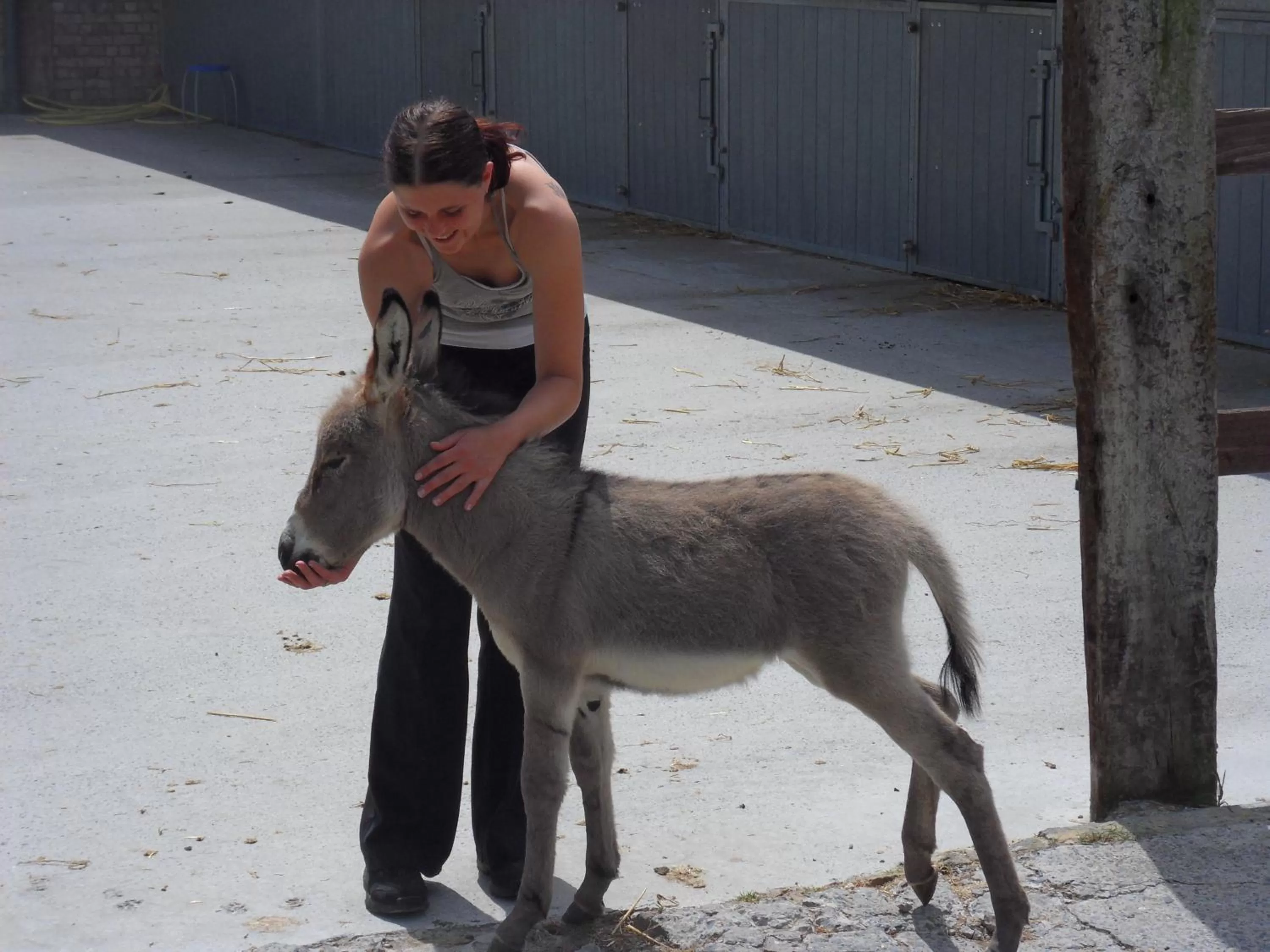Other Animals in B&B Het Schaliënhof