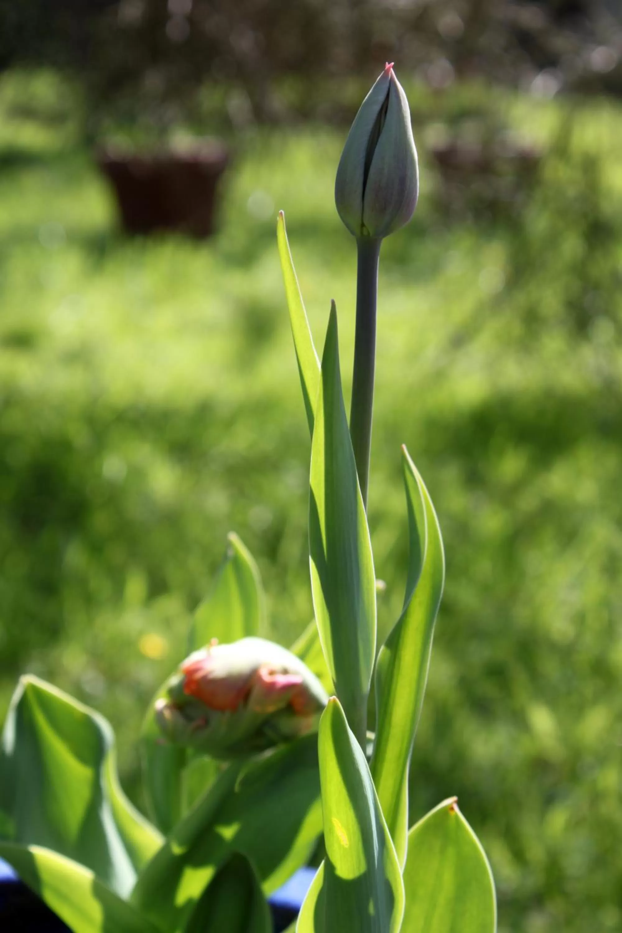 Garden in La Romance et la Romanesque