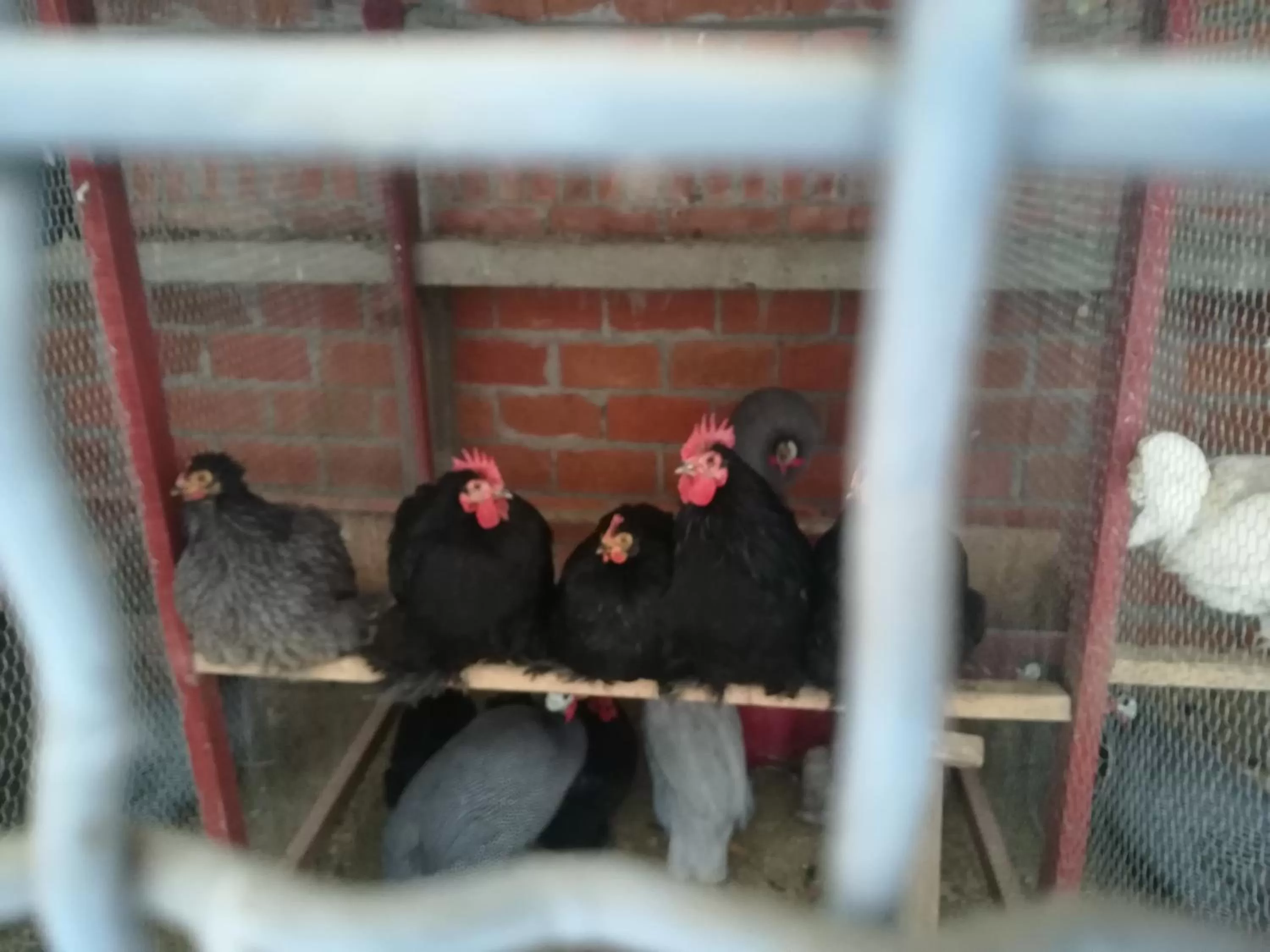 Animals in Etno selo Vile Jefimija, selo Preobrazenje, Vranje