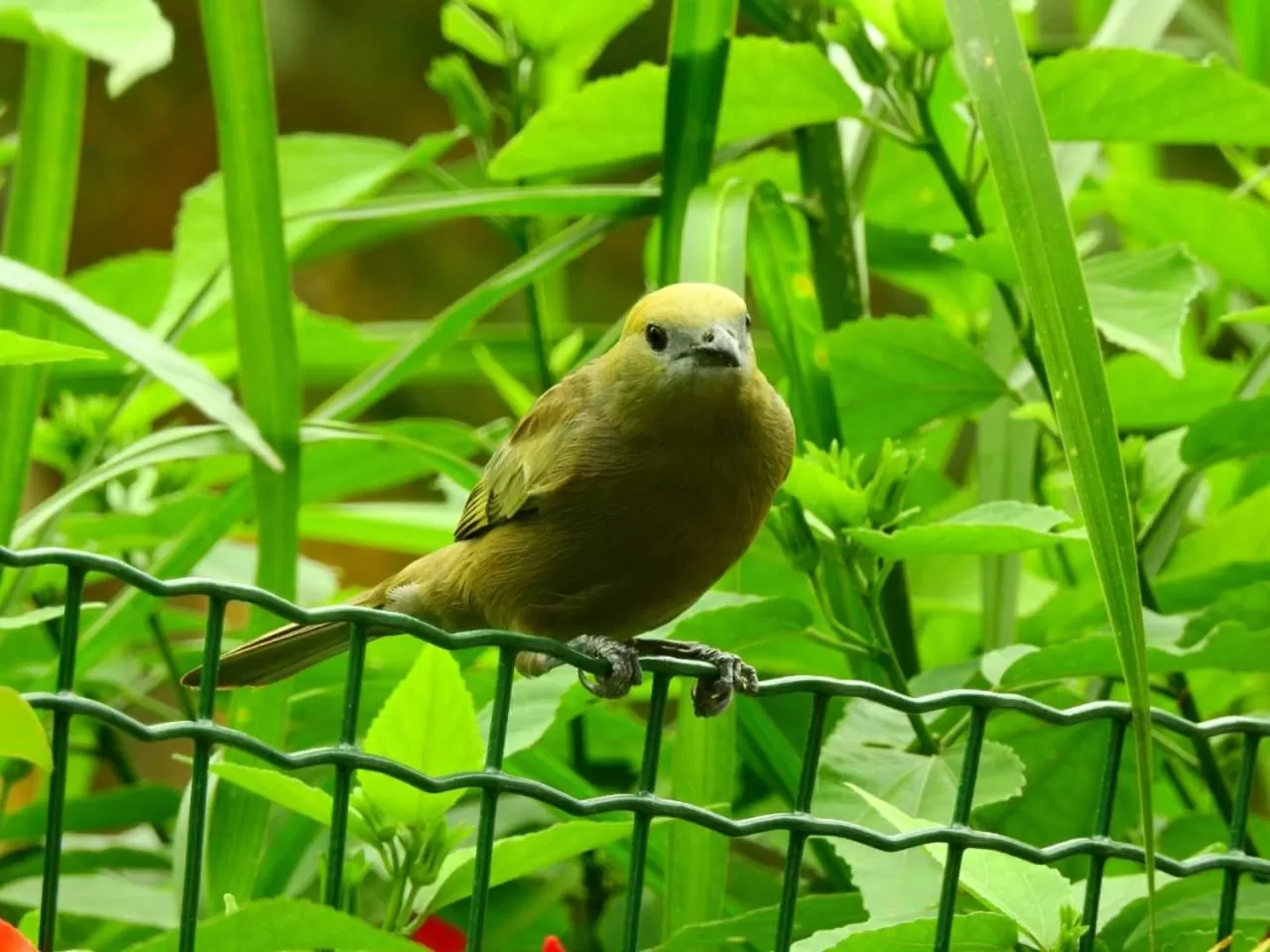 Natural landscape in Mar e Praia Hotel