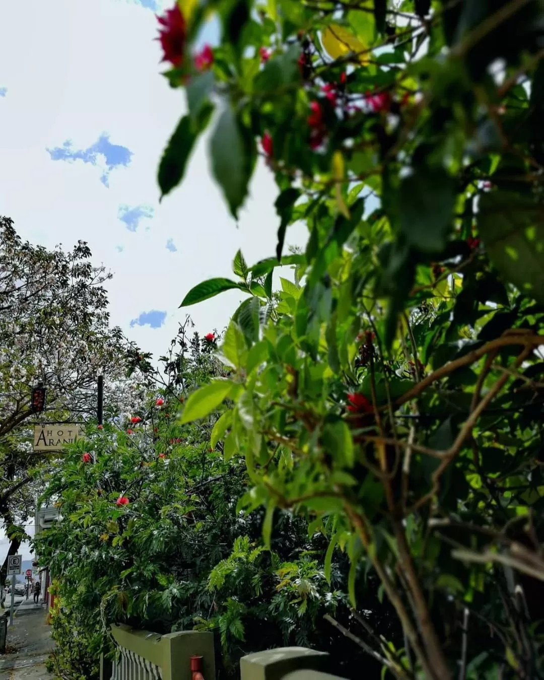 Garden in Hotel Aranjuez