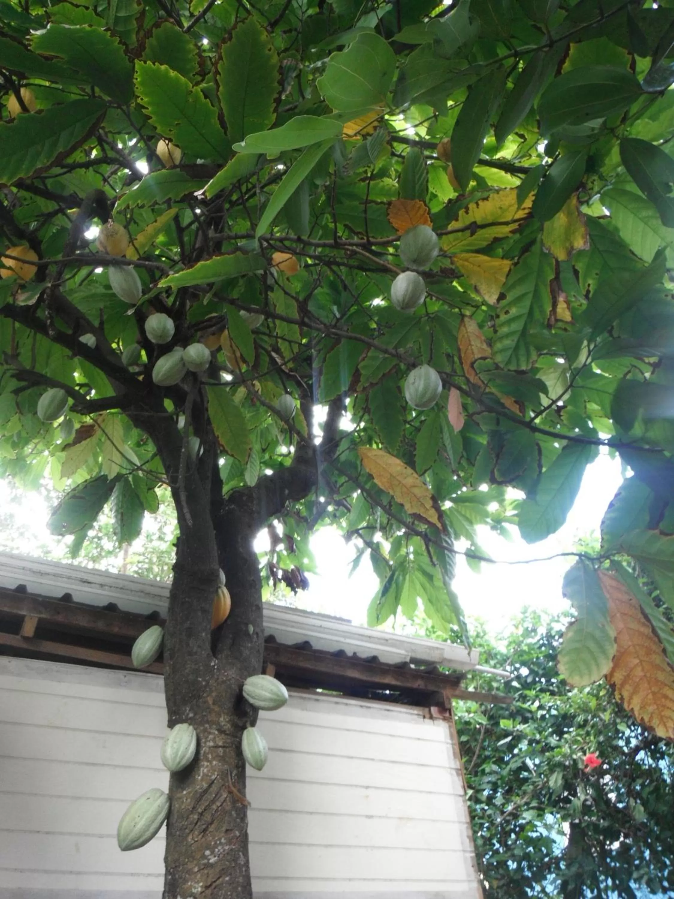 Garden in Classique International in Dominica
