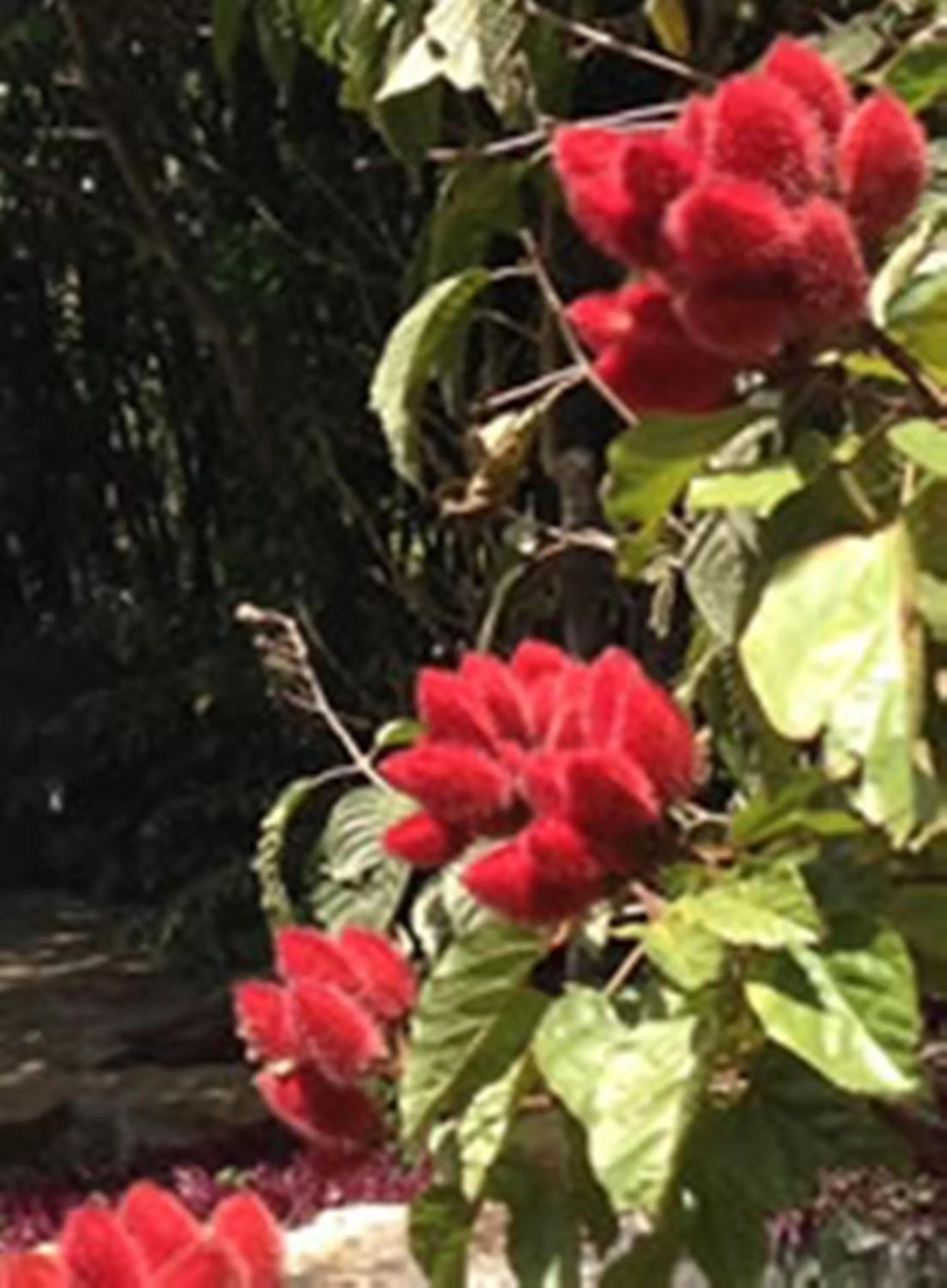 Other, Garden in Achiotte Hotel Boutique by Masaya