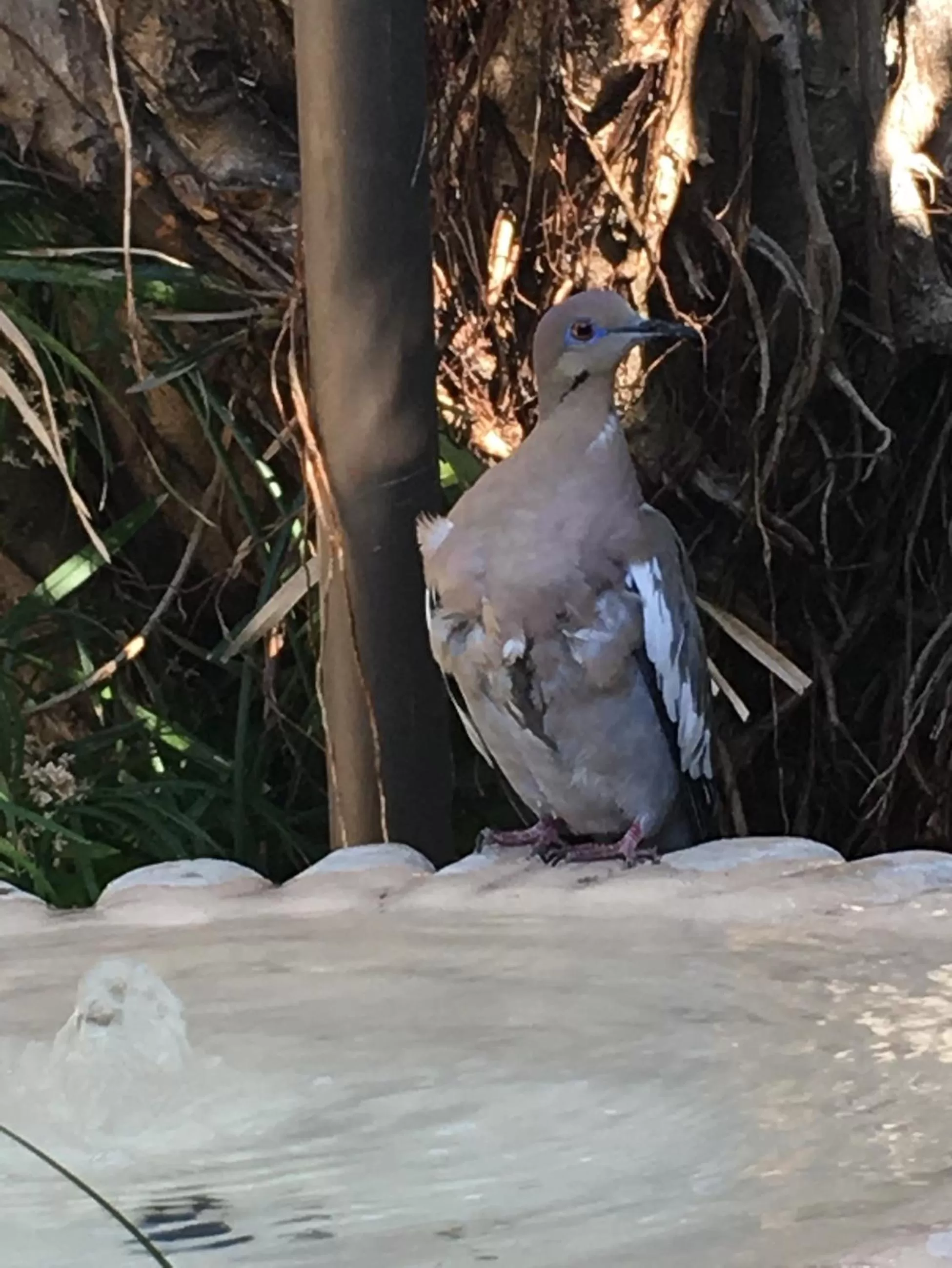 Garden view in ALAJUELA CITY Hotel & Guest House