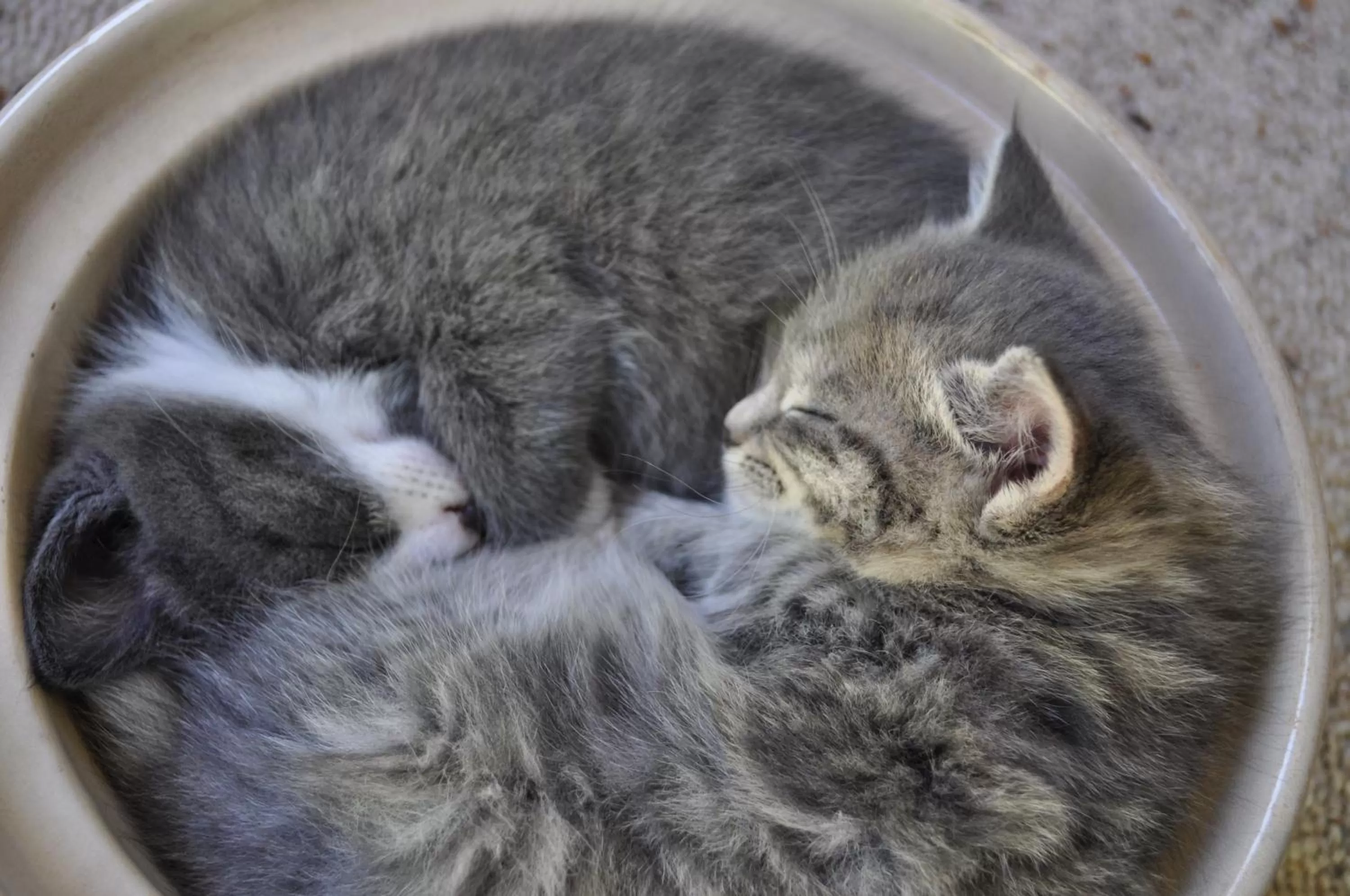 Animals in 16 Havelock