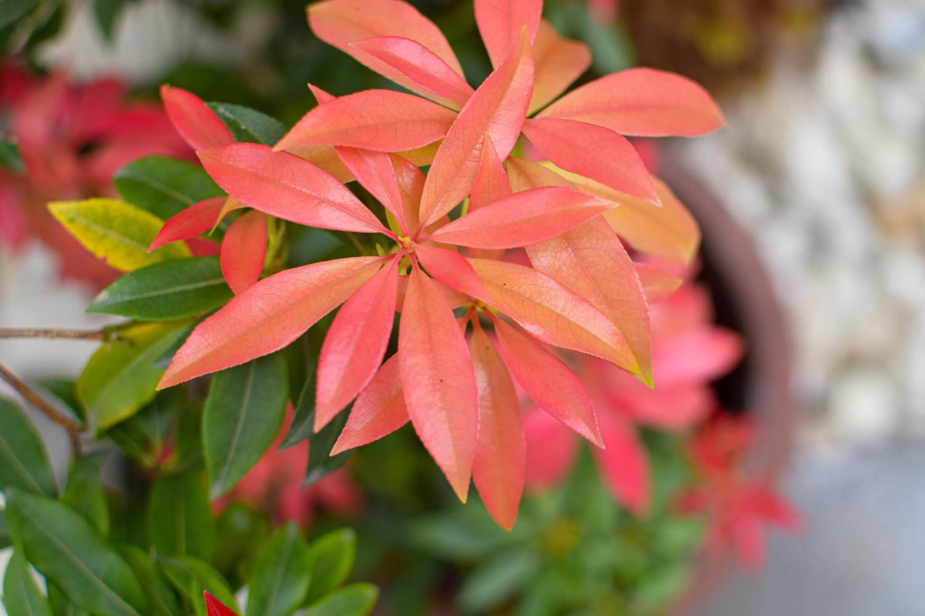 Pembridge Palace Hotel