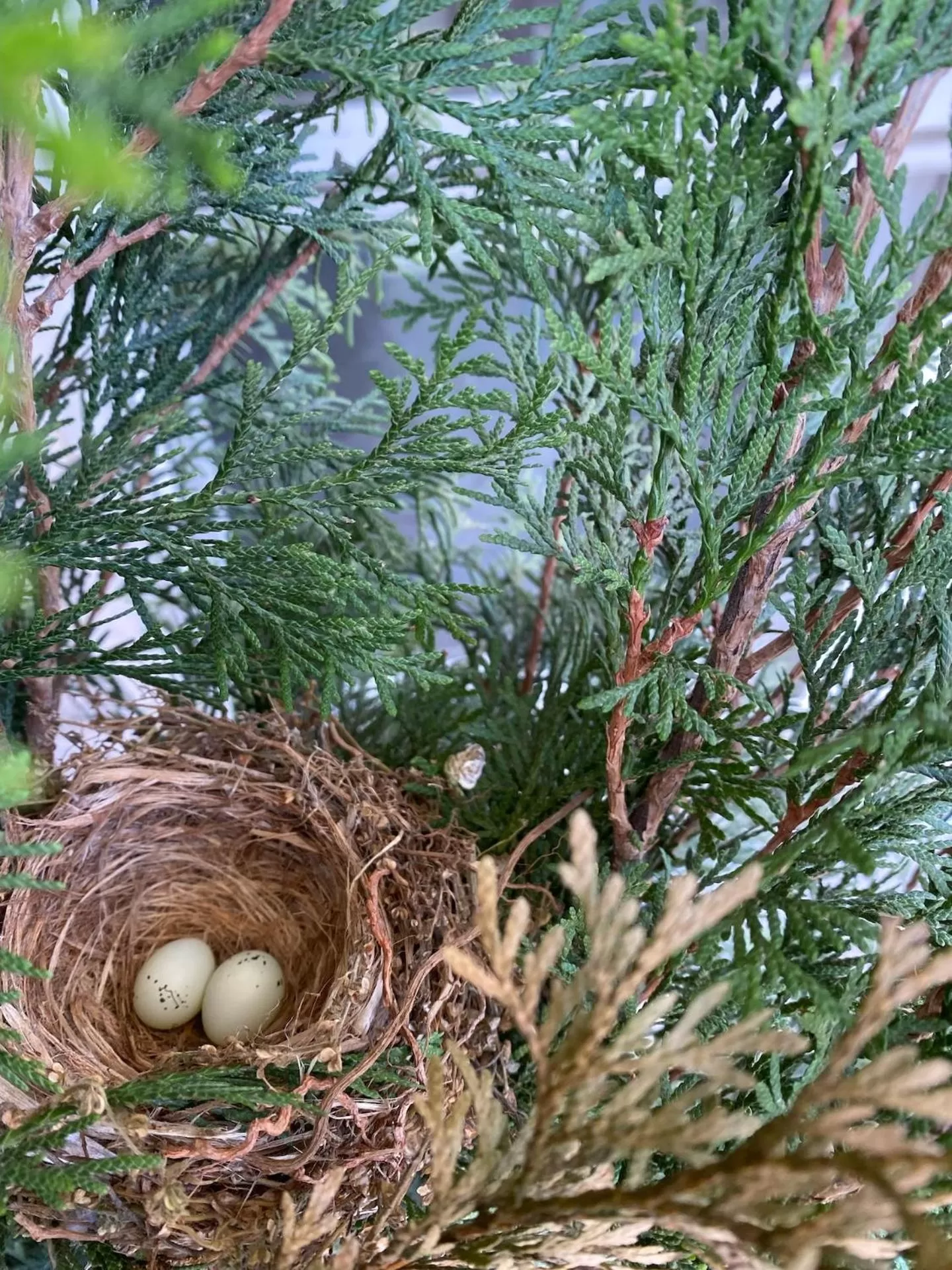 Garden in SKYLARANNA Resort & SPA