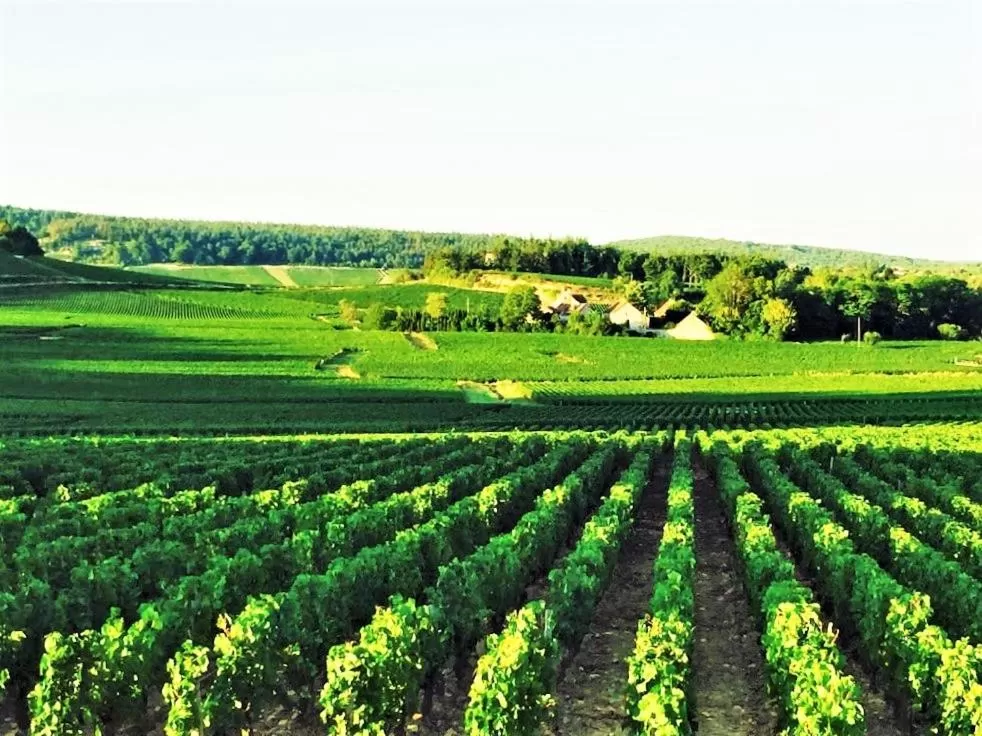 Domaine Pont Juillet