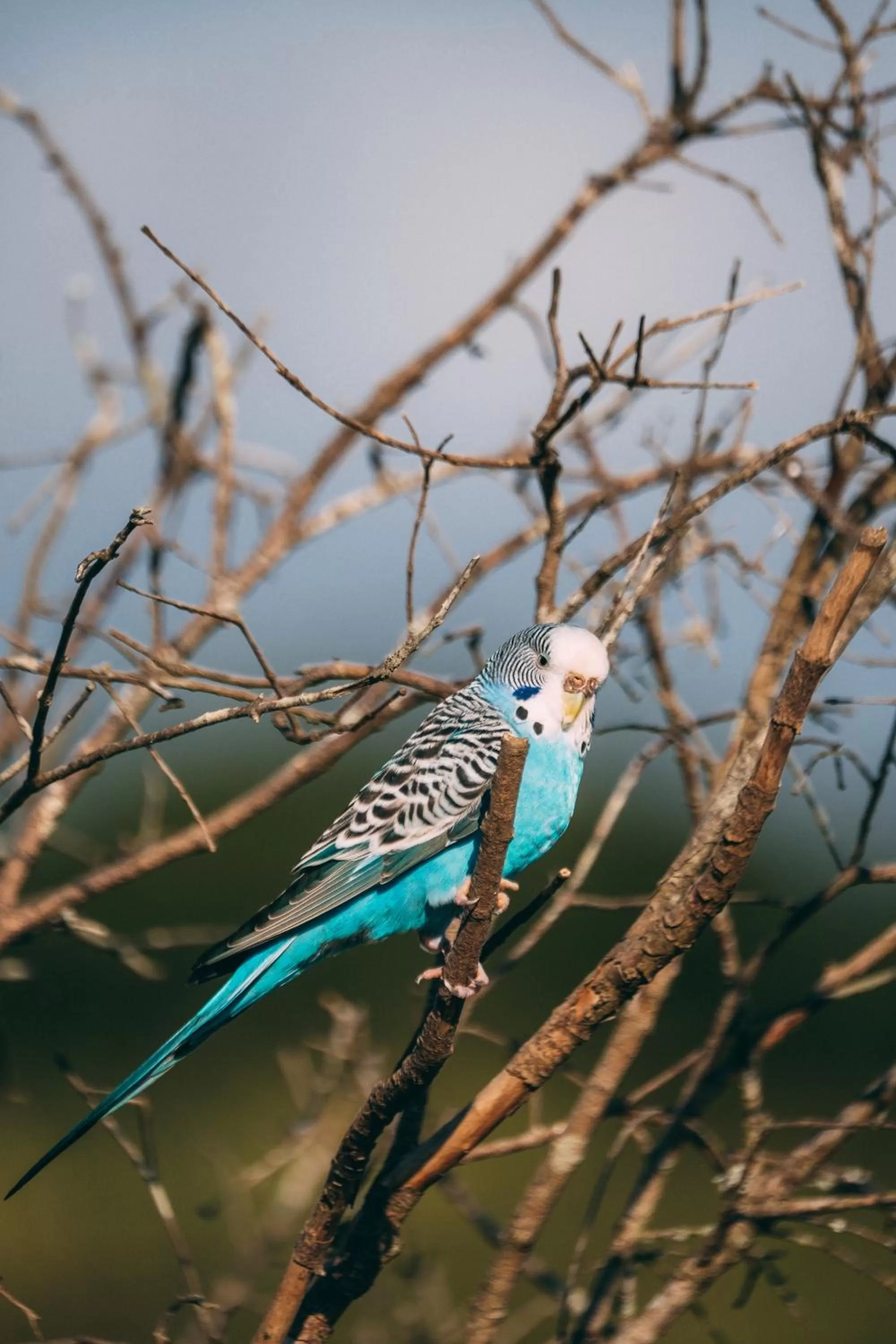 Animals, Other Animals in Pousada Trem Chic